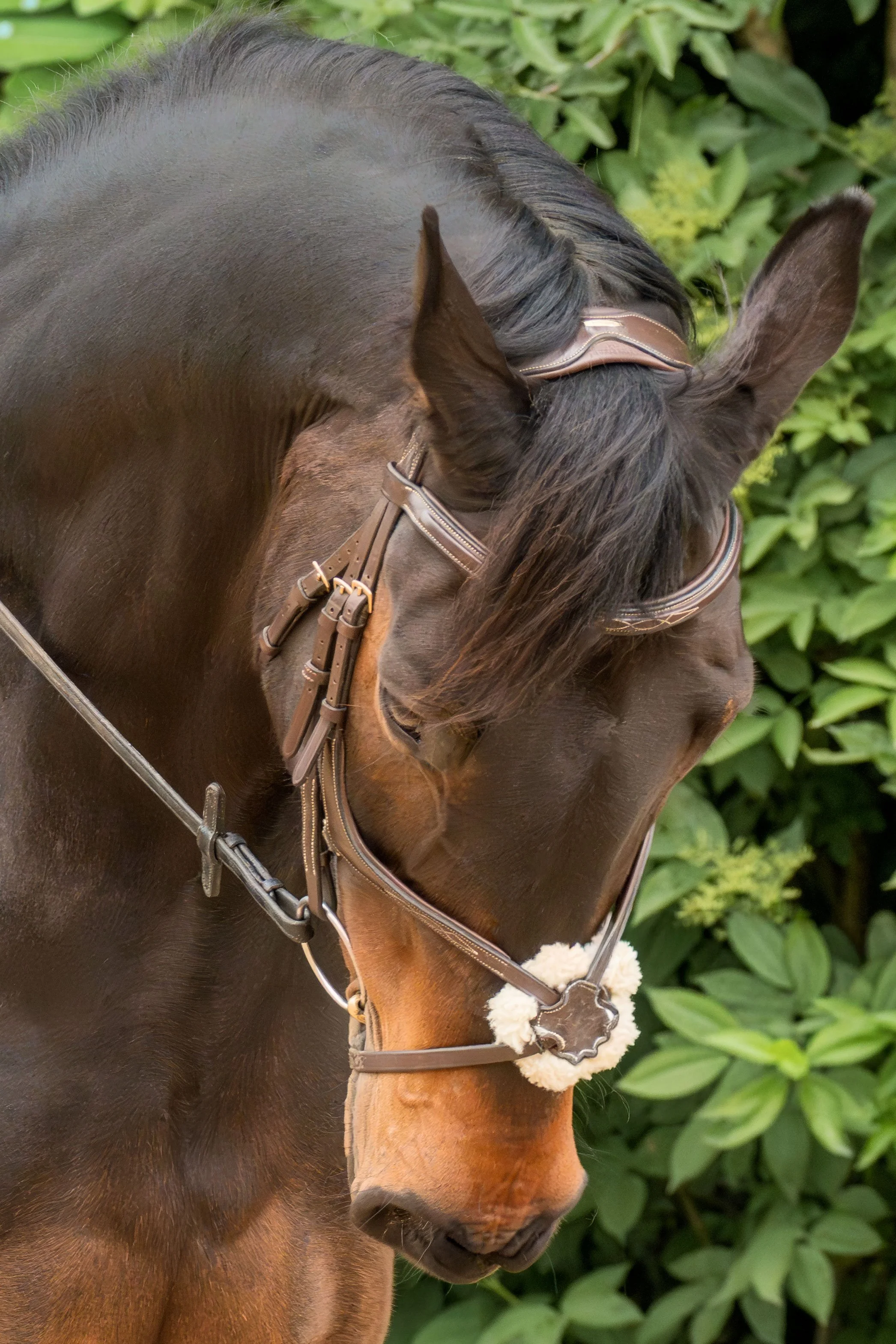Close-up of a brown horse with a saddle and bridle, standing against leafy green background.