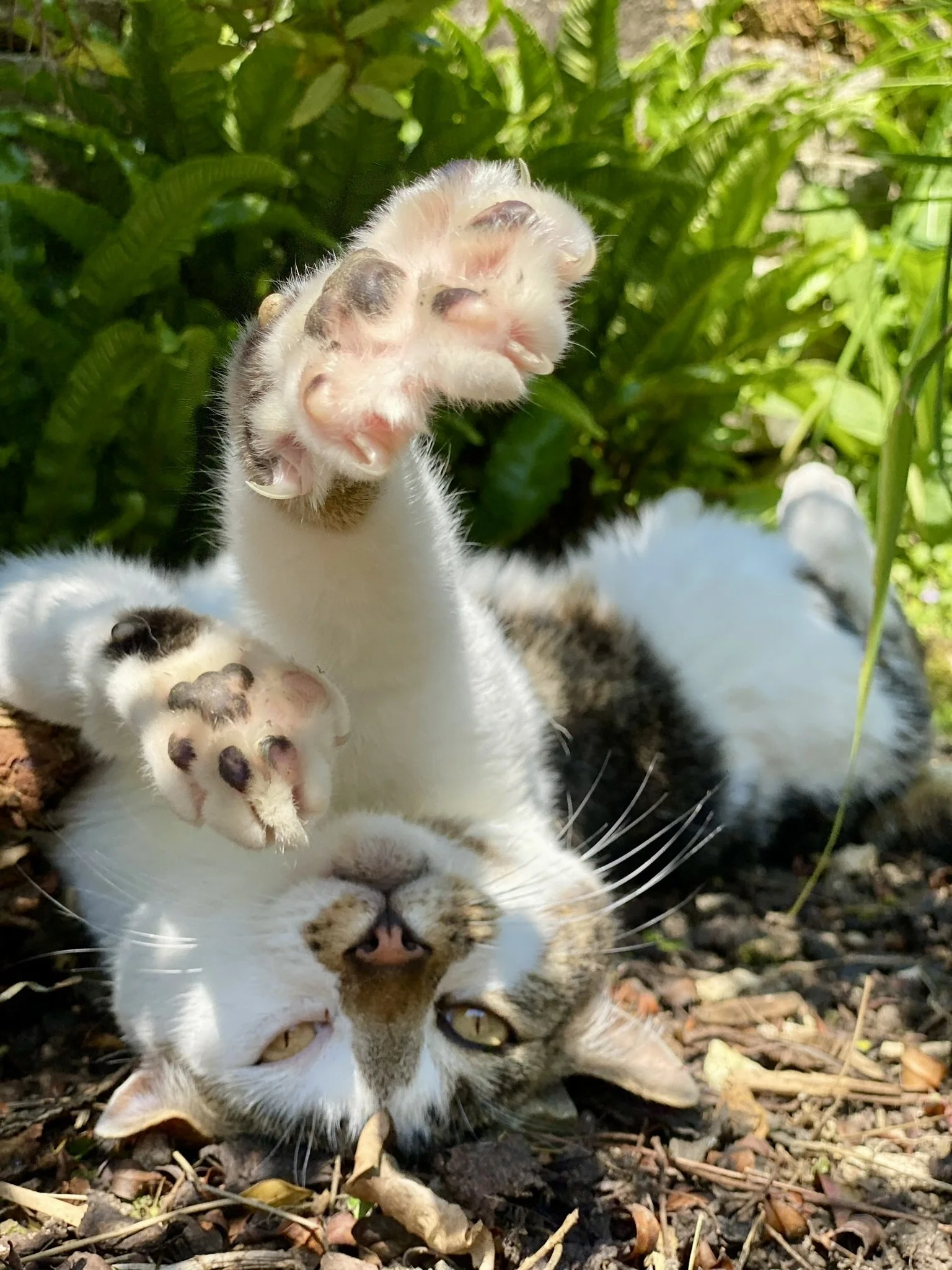 A kitten lying upside down in the dirt with paws stretched up, surrounded by green foliage.