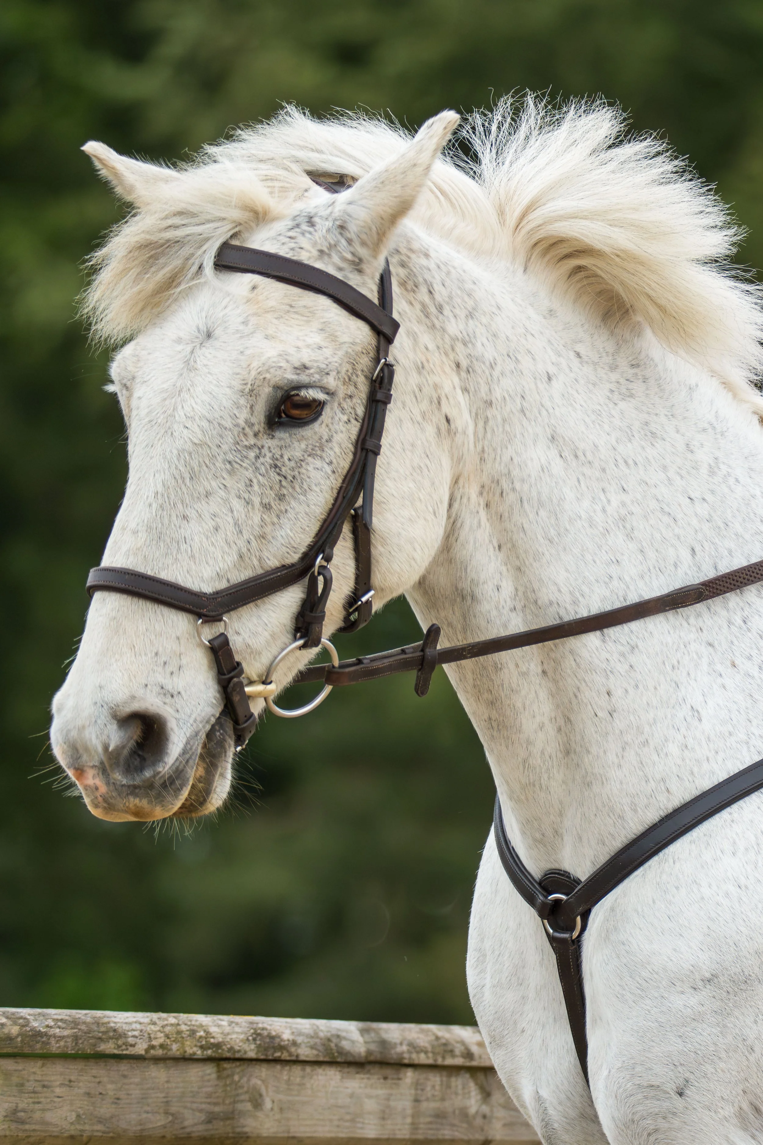 A white horse with a light mane and a brown bridle standing behind a wooden fence, with a blurred green background.