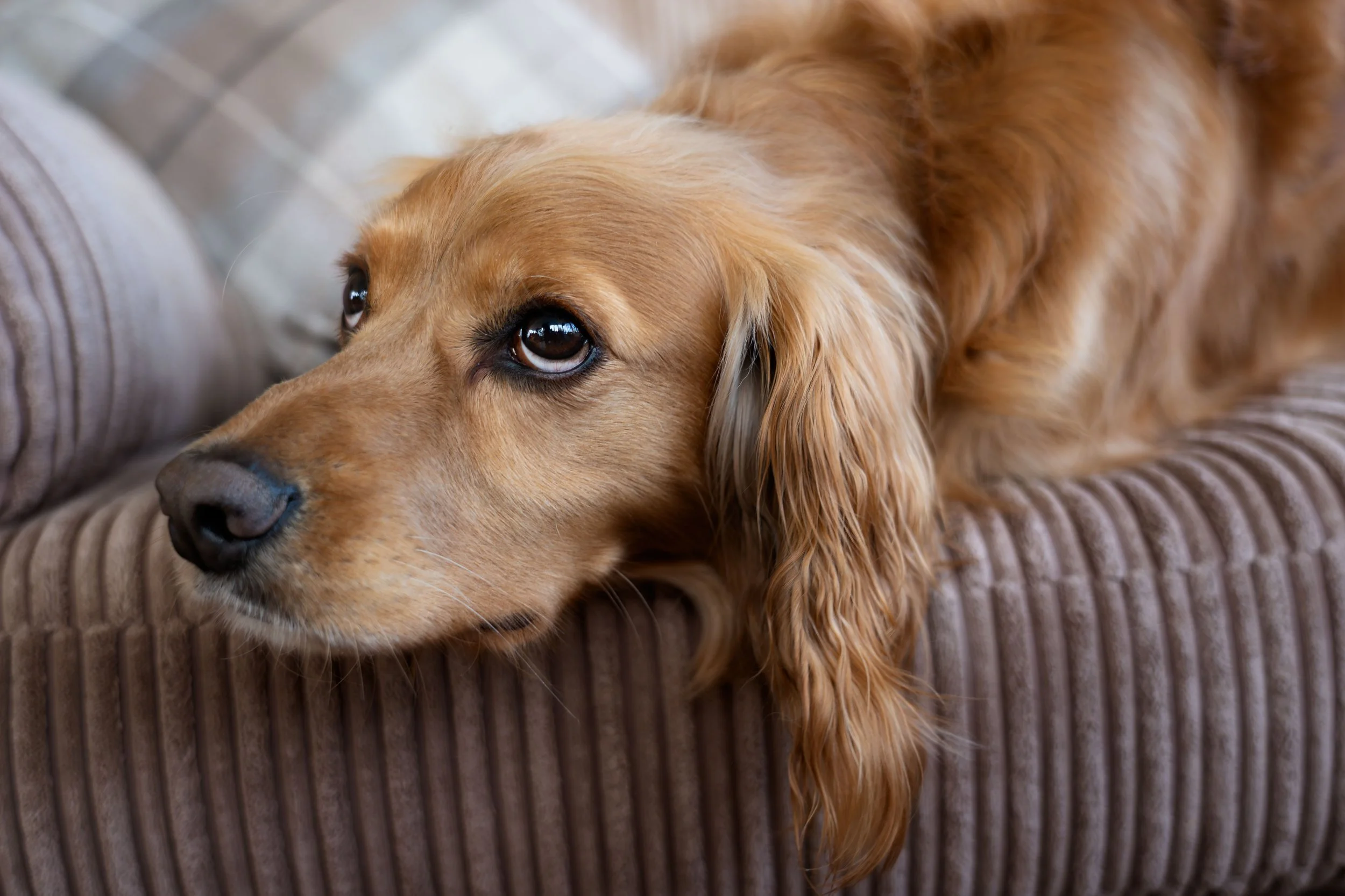 A golden retriever dog lying on a textured, brown blanket, resting its head and gazing off to the side.