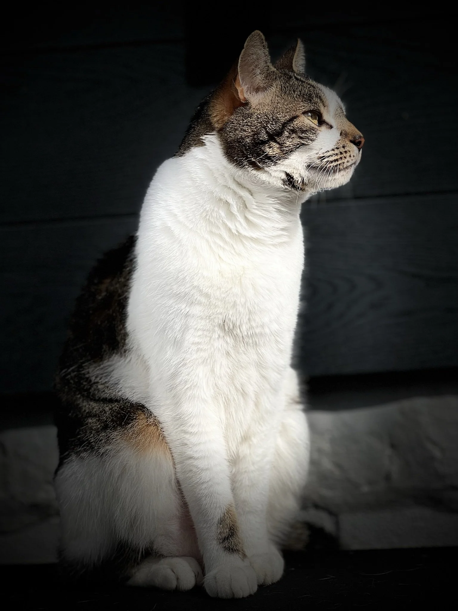 A close-up of a tabby and white cat sitting on a dark surface with a dark background, illuminated by soft lighting.