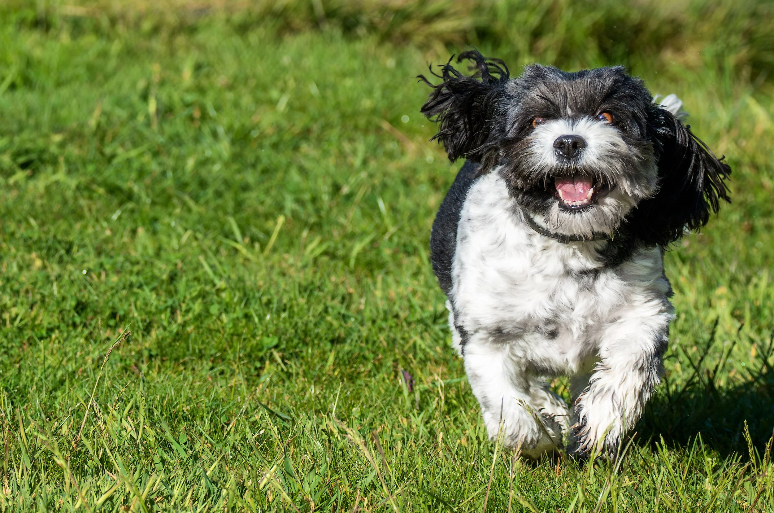 A fluffy black and white dog running through a grassy field with a happy expression.
