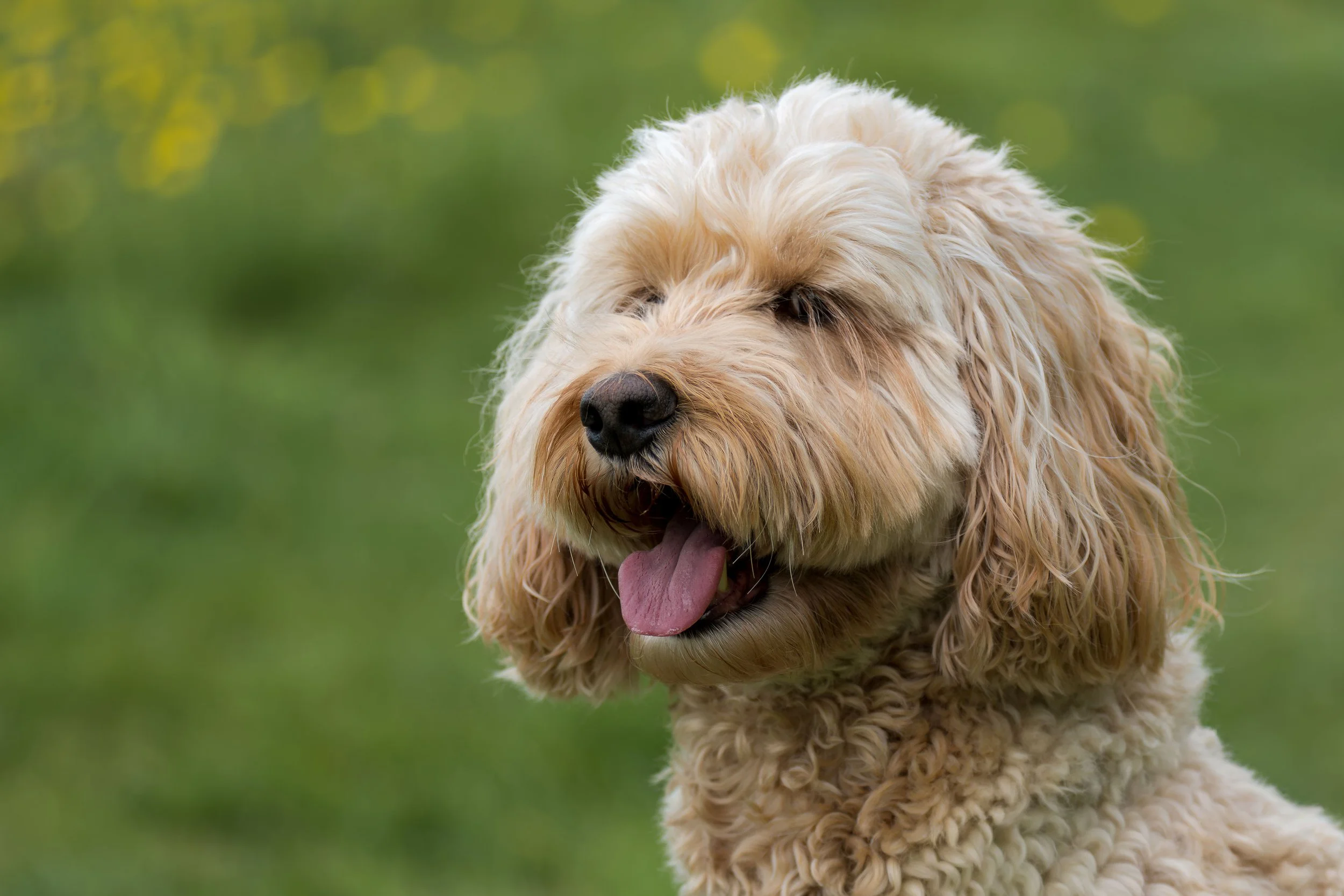 Close-up of a fluffy, cream-colored dog with its tongue out, outdoors on grass with a blurred yellow flower background.