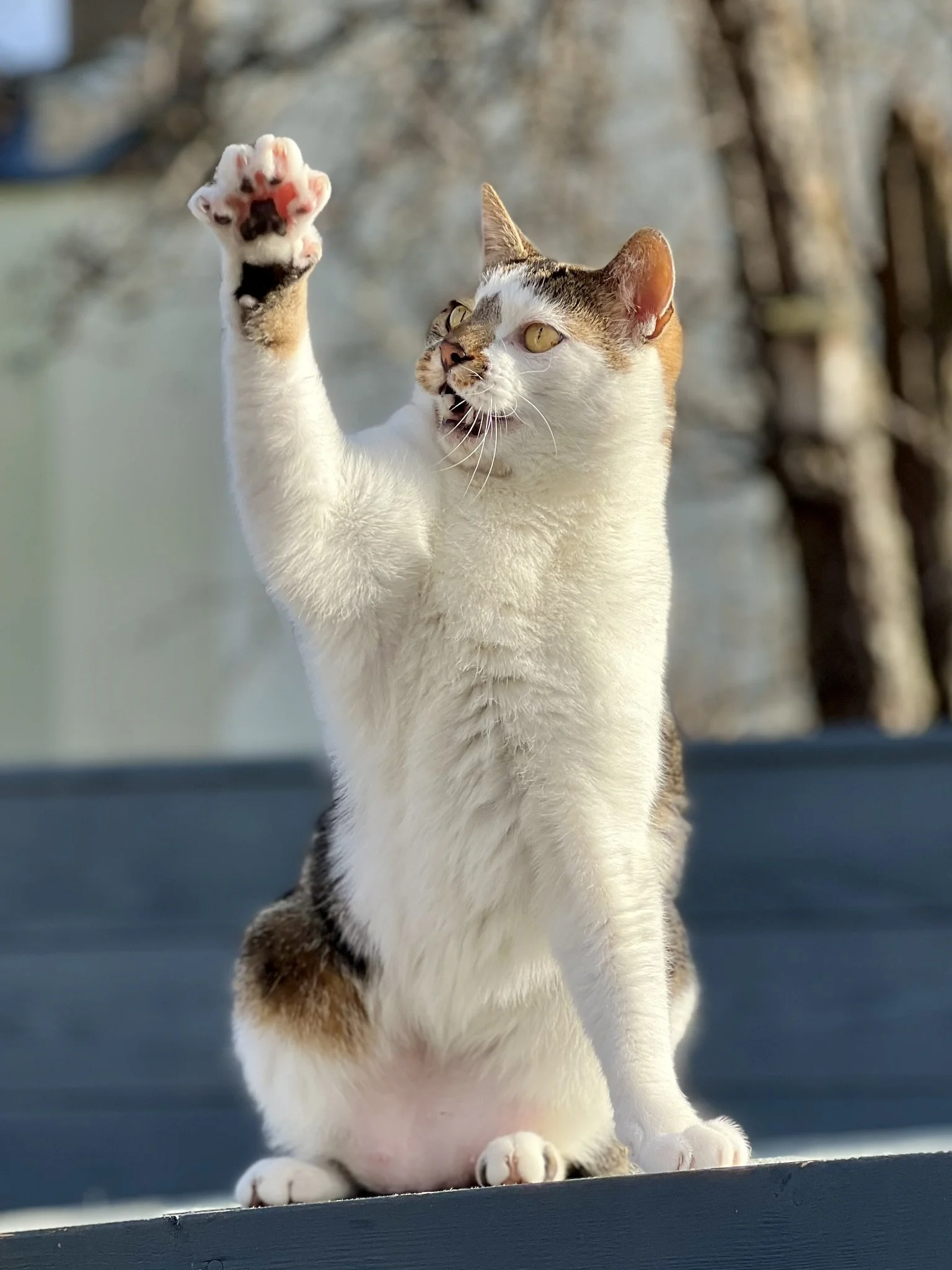 A cat with white, brown, and black fur sitting on a dark surface, raising its front paw with pink paw pads, in an outdoor setting with blurred trees in the background.