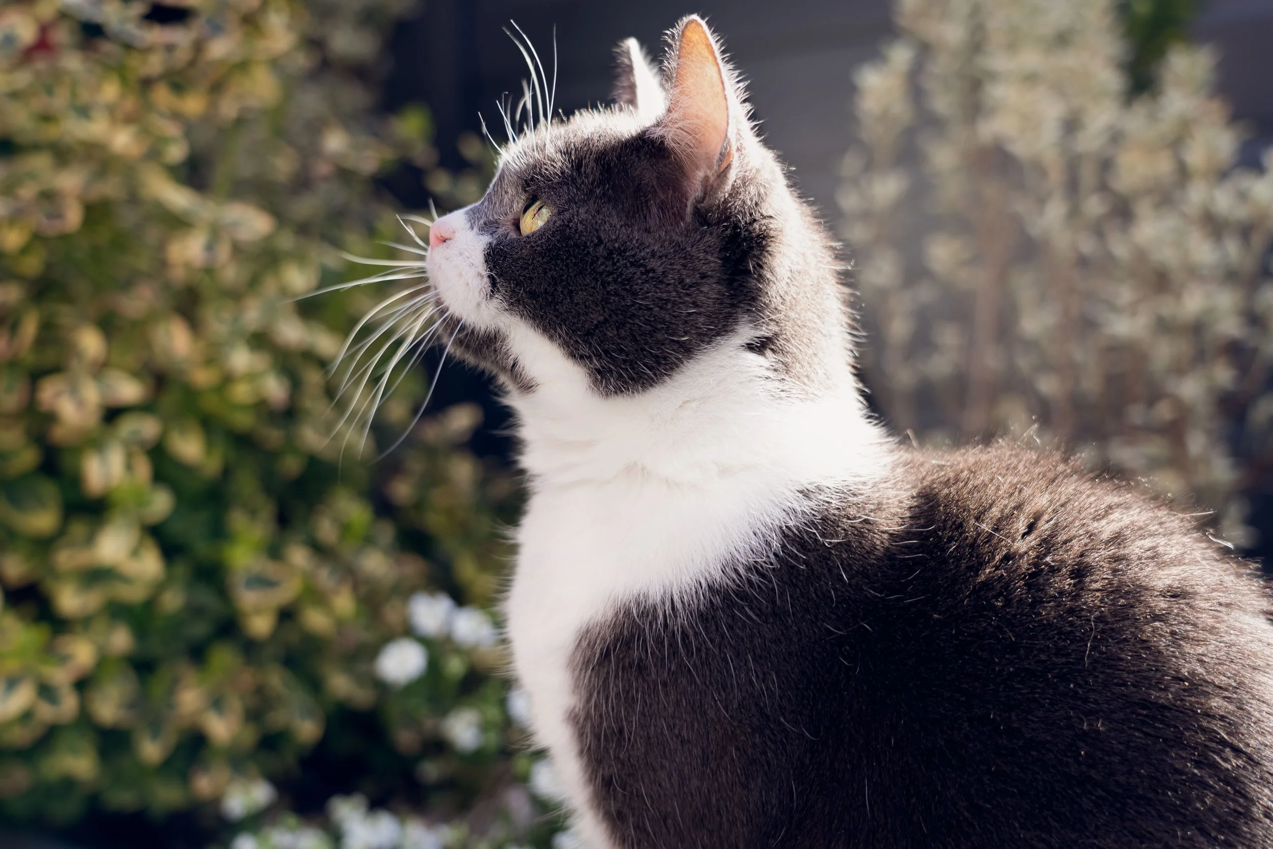 A close-up of a gray and white cat with green eyes outdoors, with foliage and blurred background.