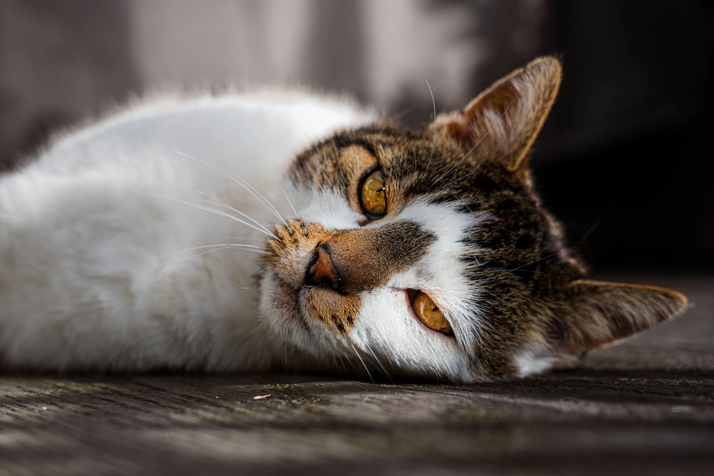 Close-up of a tabby cat lying on its side with eyes open, on a dark wooden surface with a dark background.