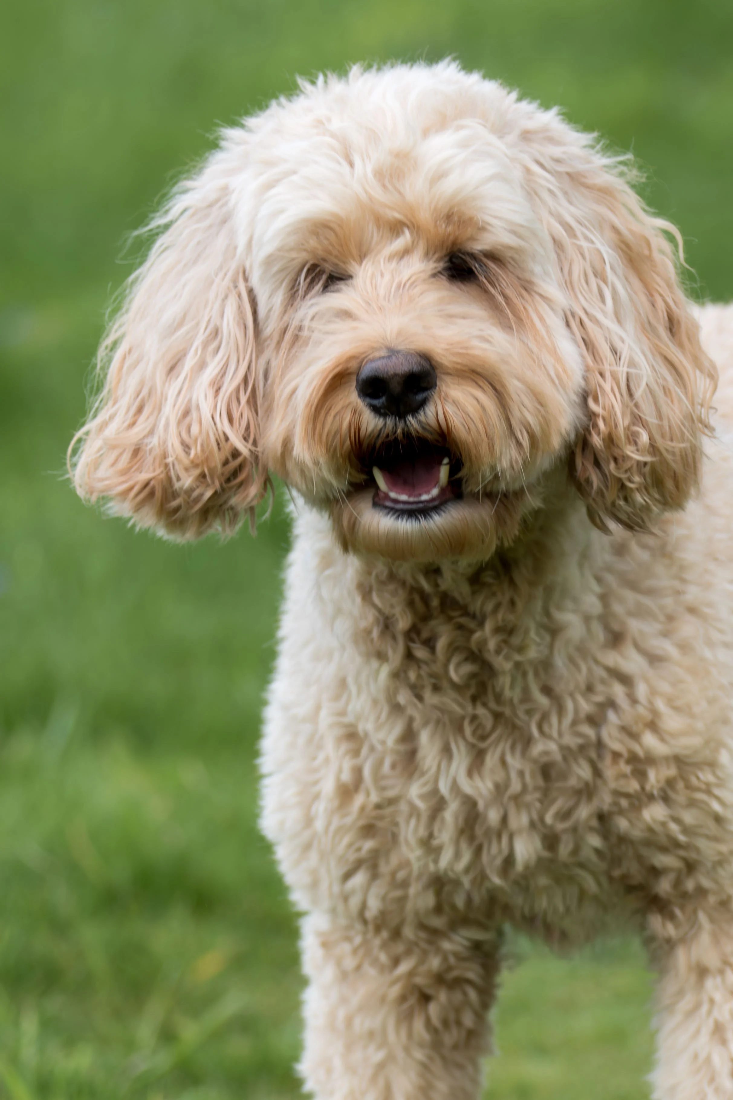 A close-up of a fluffy, curly-haired dog with cream-colored fur, standing outdoors on green grass.