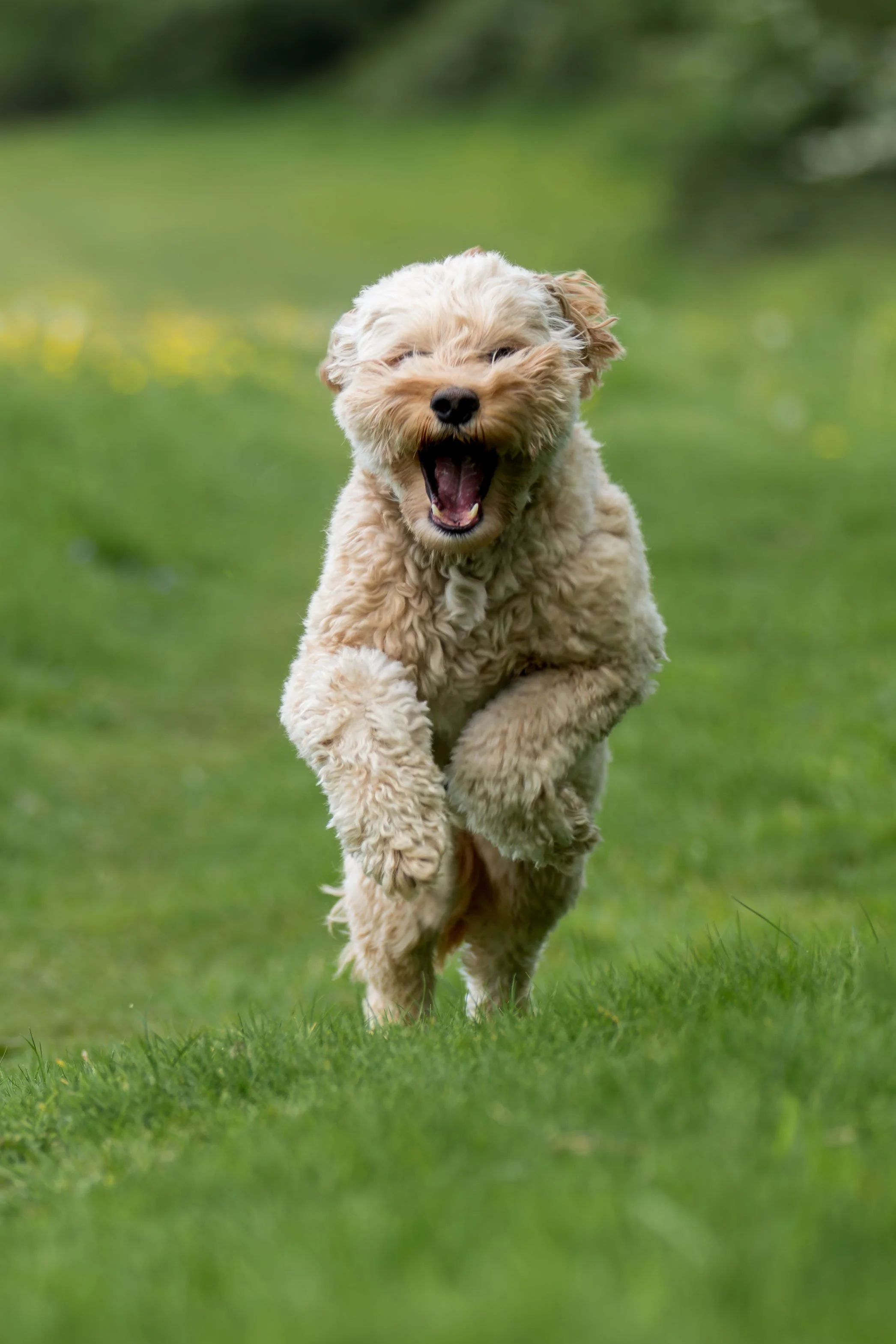 A happy cream-colored curly-furred dog running on a grassy field, with blurred green trees in the background.