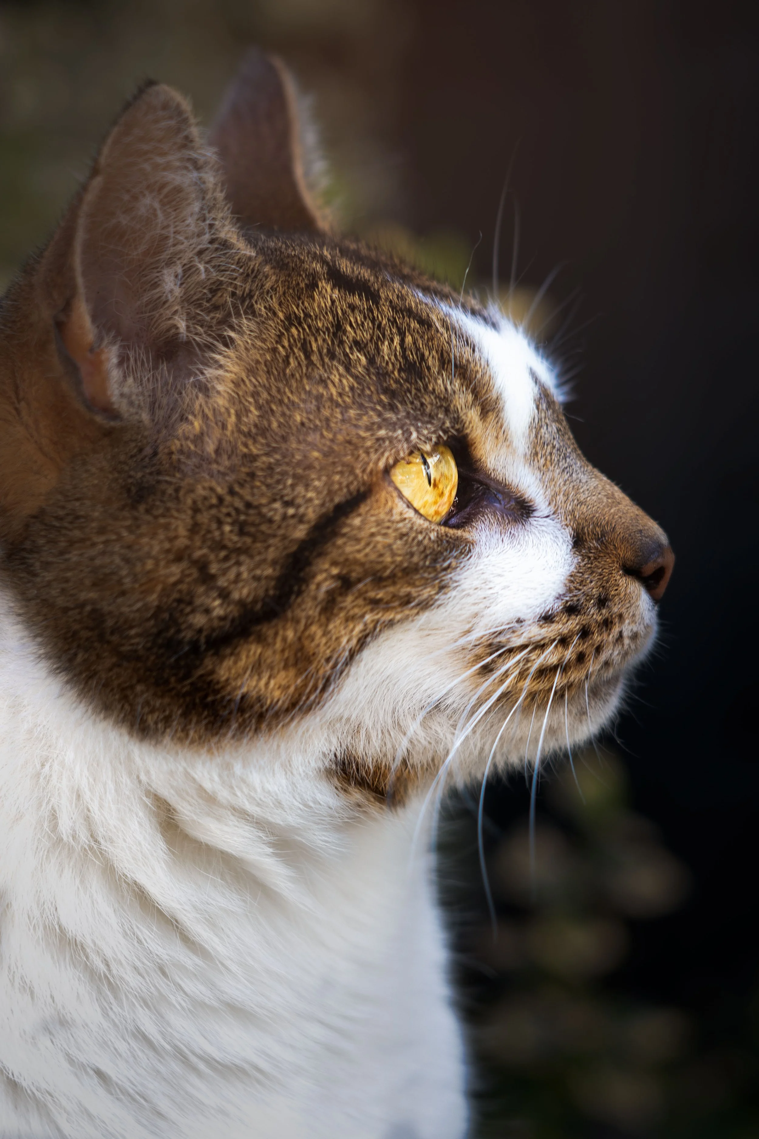 Close-up profile of a domestic cat with yellow eyes, brown and white fur, and pointed ears, looking to the right, with a dark blurred background.