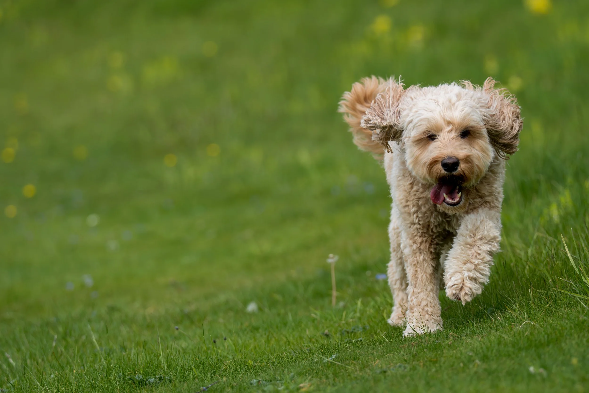 A fluffy beige dog running on a green grassy field with a blurred natural background.
