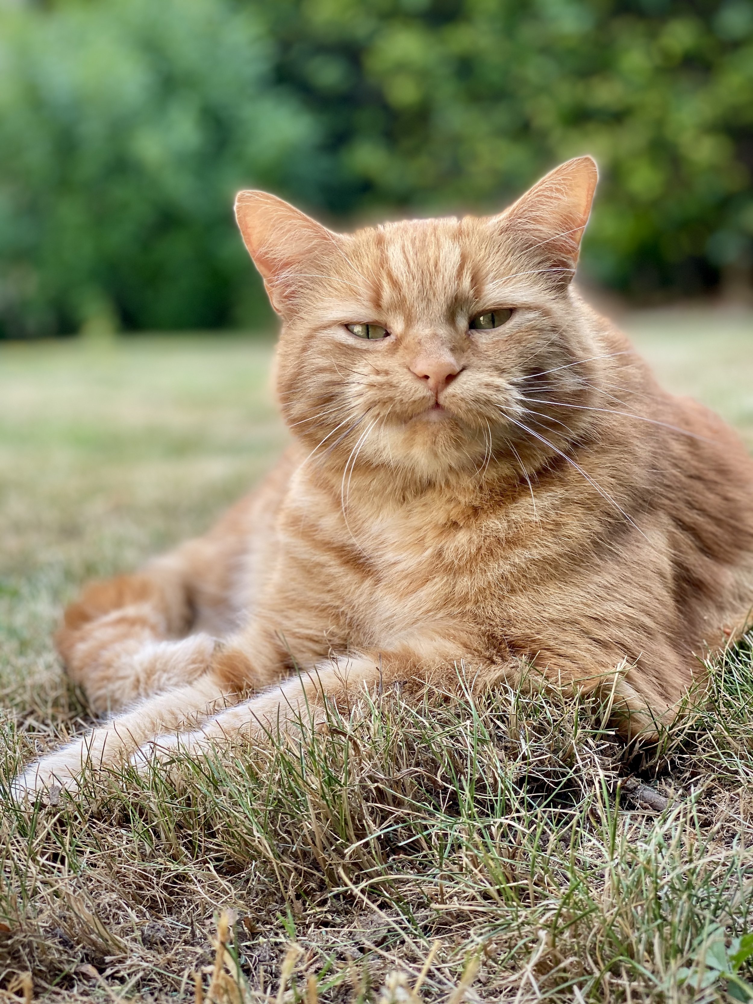 A ginger cat lying on the grass outdoors with a blurred green background.