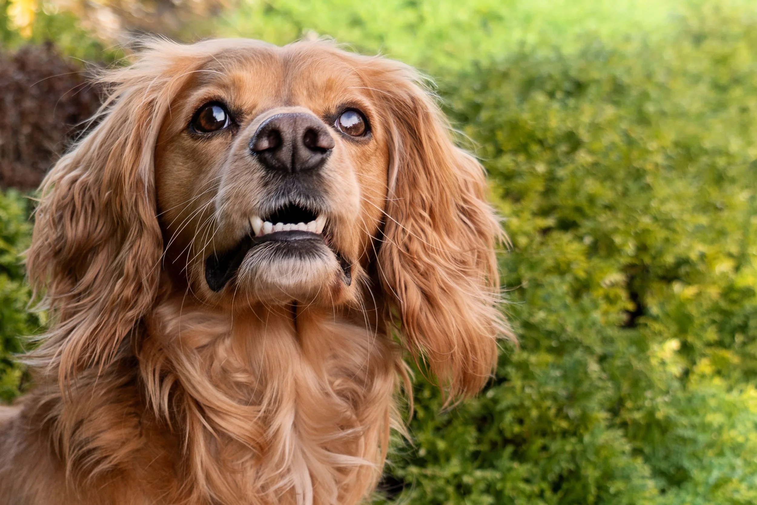 Close-up of a golden retriever with long ears and a shiny nose outdoors, with blurred green foliage in the background.