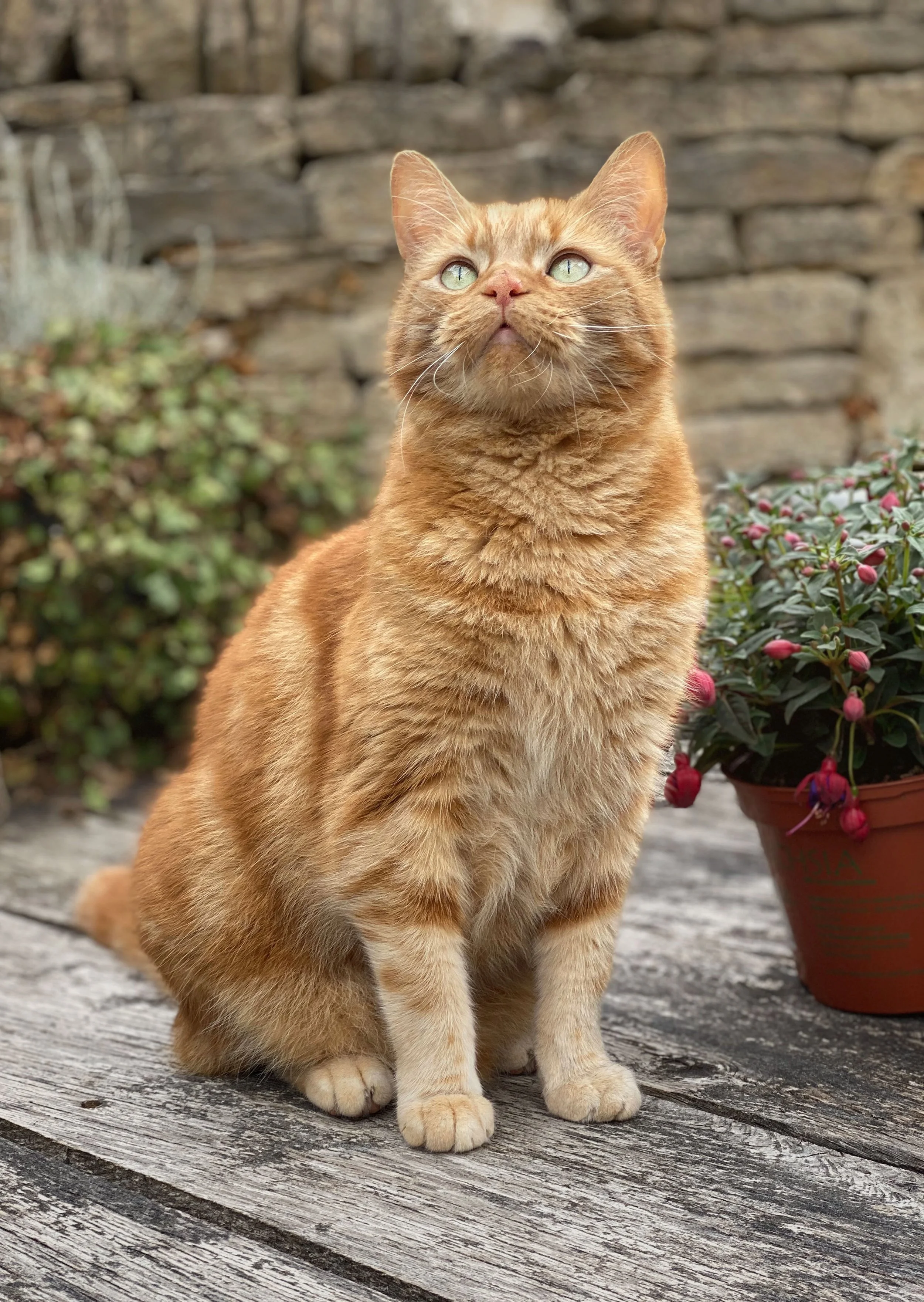 A ginger cat with greenish eyes sitting on a wooden surface outdoors, next to a potted plant with pink berries, with a stone wall in the background.