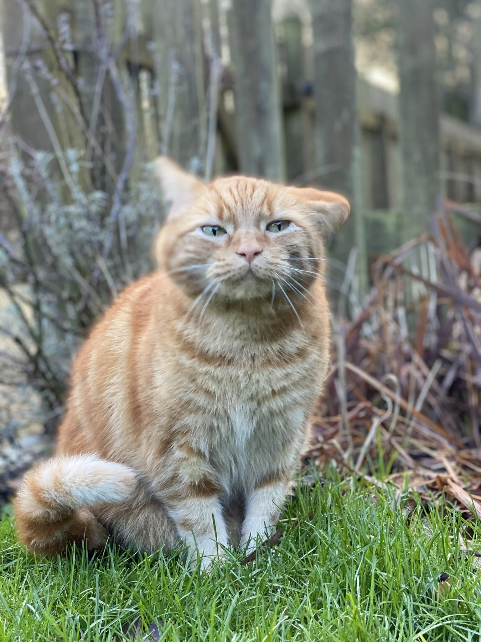 A ginger cat sitting on green grass with trees and plants in the background.