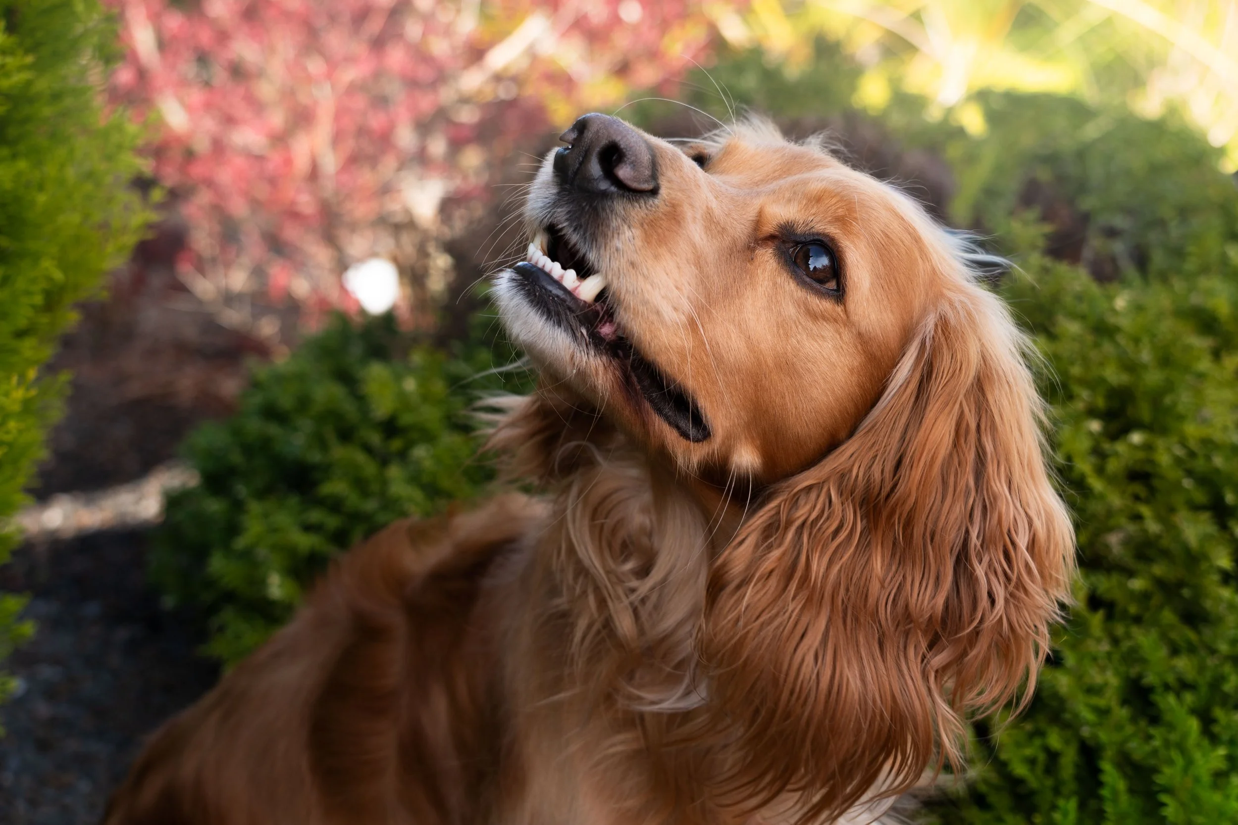 A golden retriever dog lying outdoors with its head tilted back, smiling with eyes partly closed, surrounded by greenery and colorful autumn leaves.