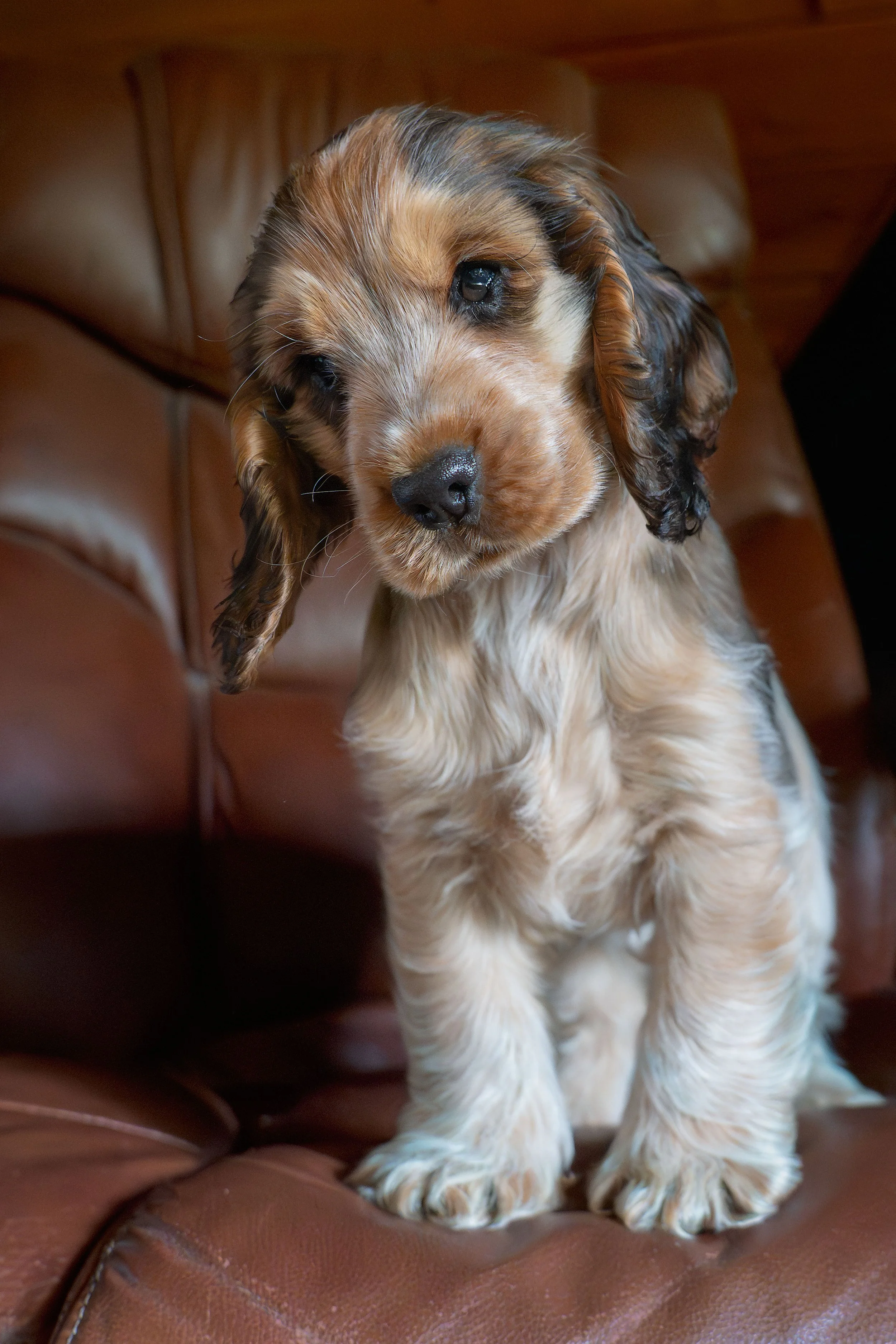 A puppy with light brown, dark brown, and white fur sitting on a brown leather couch.