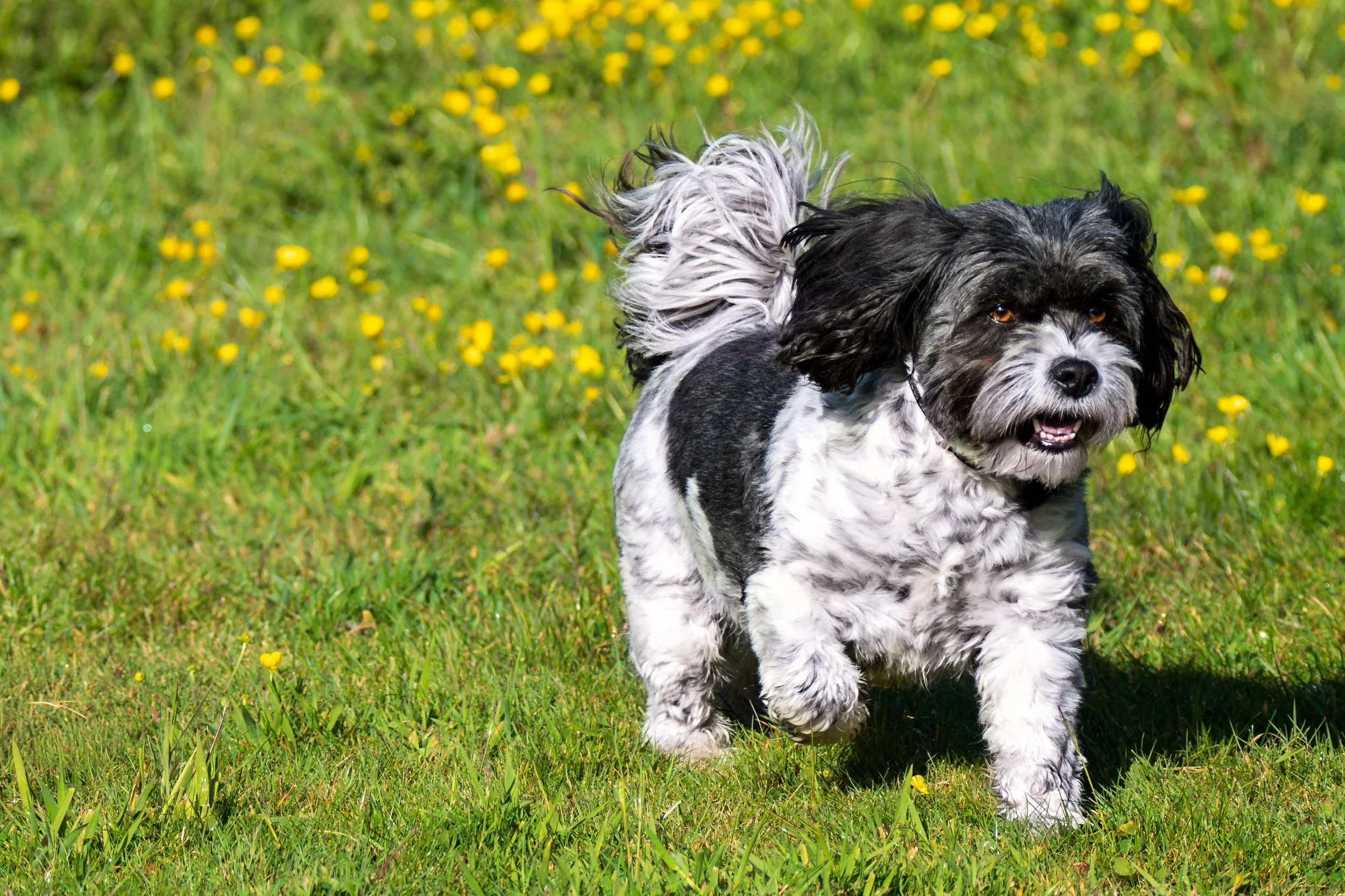 A black and white dog with long ears walking in a grassy field with yellow wildflowers.