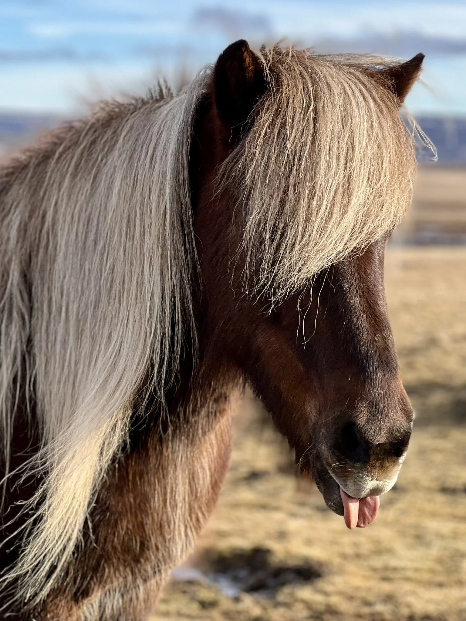 Close-up of a brown and white horse with its tongue sticking out, in an outdoor setting with a blurred landscape in the background.