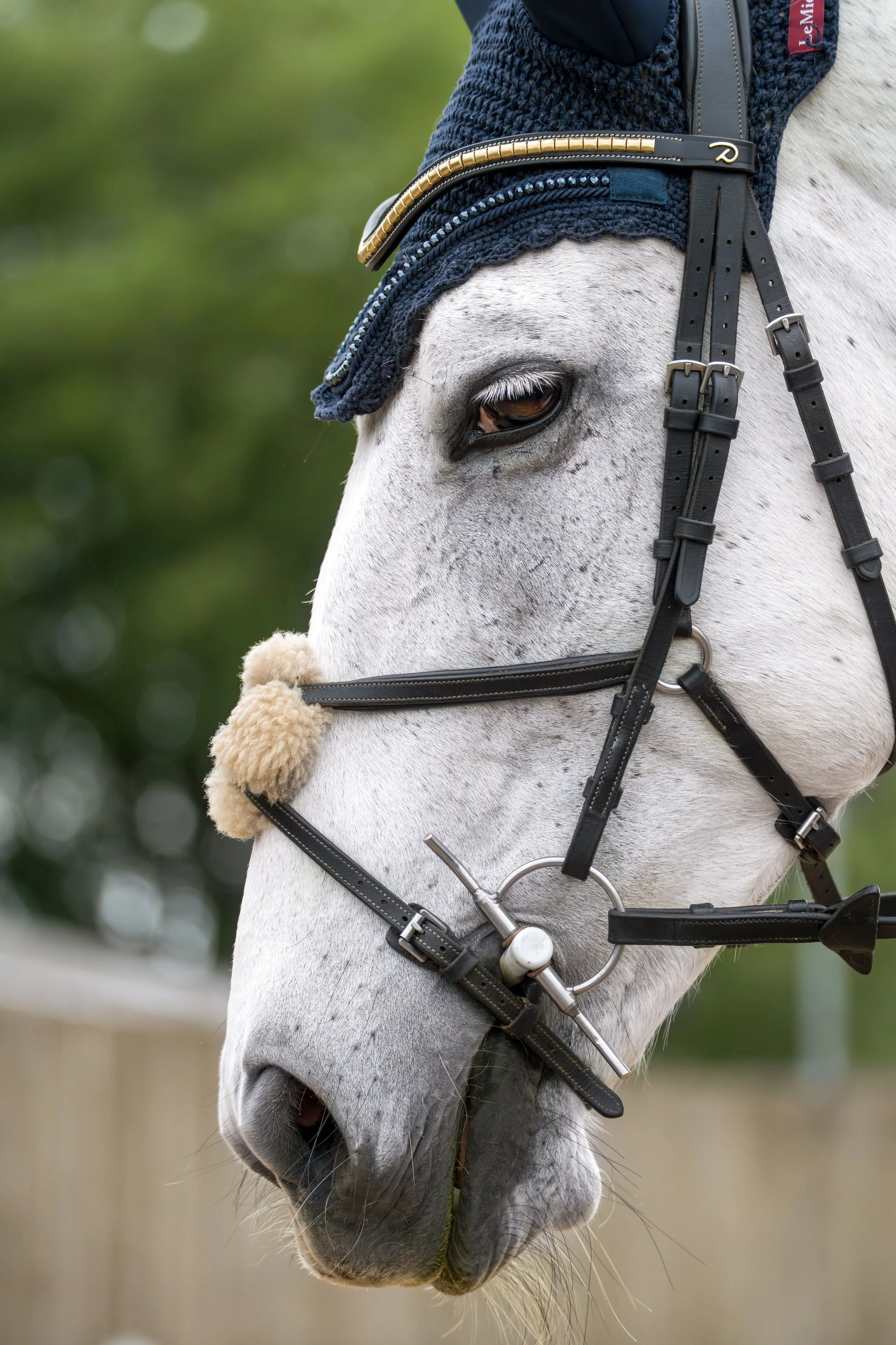 Close-up of a white horse's face, wearing a navy blue ear bonnet with embellishments and a black bridle, with a blurred background of greenery.