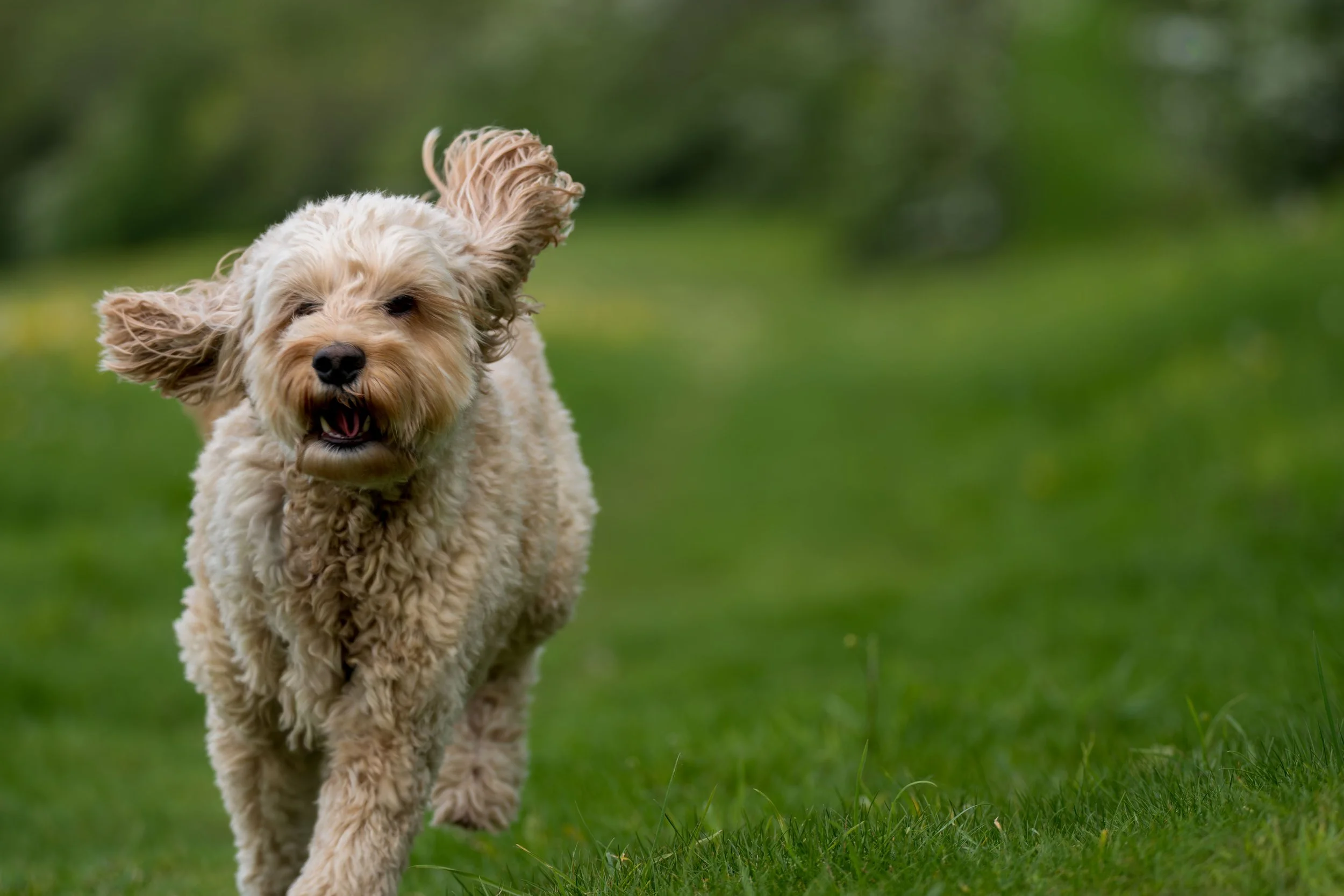 A fluffy cream-colored dog running on a green grassy field with trees in the background.