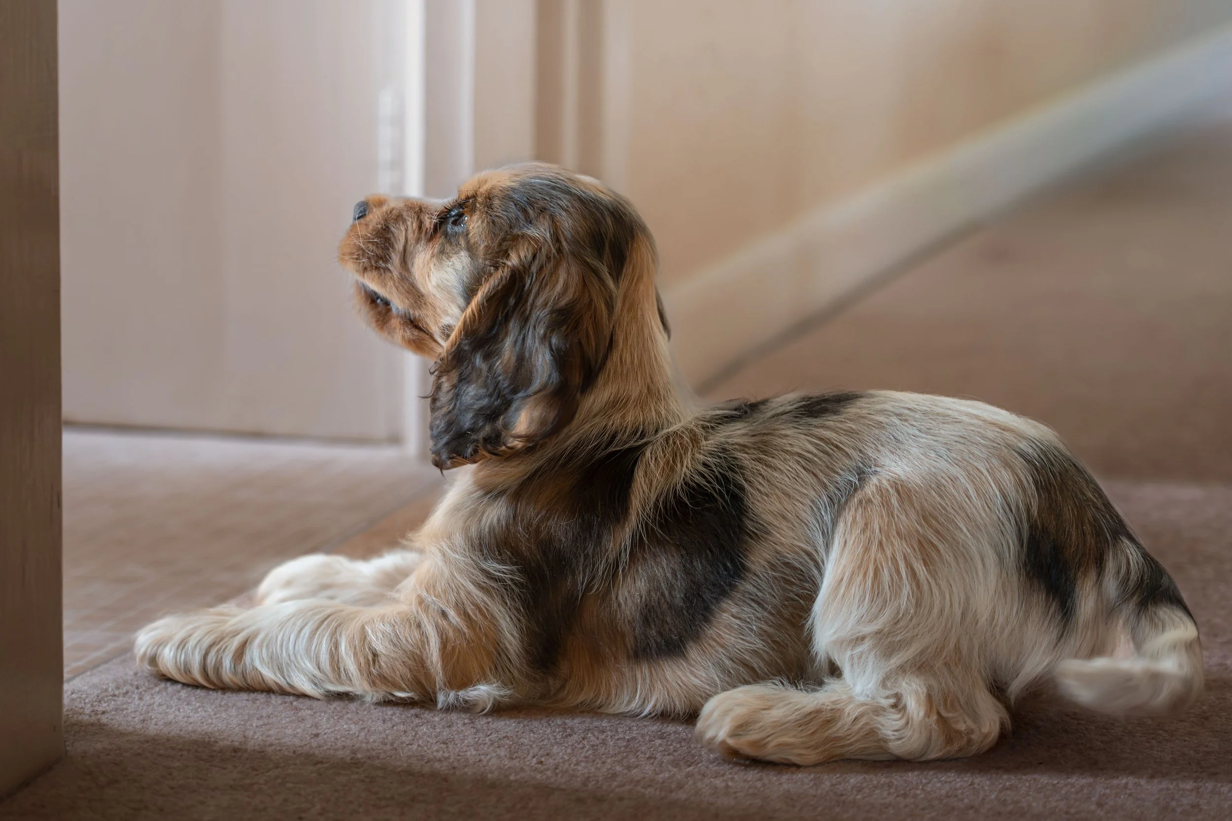 A brown and tan puppy with long ears sitting on a carpeted floor, looking up under a piece of furniture or a table.