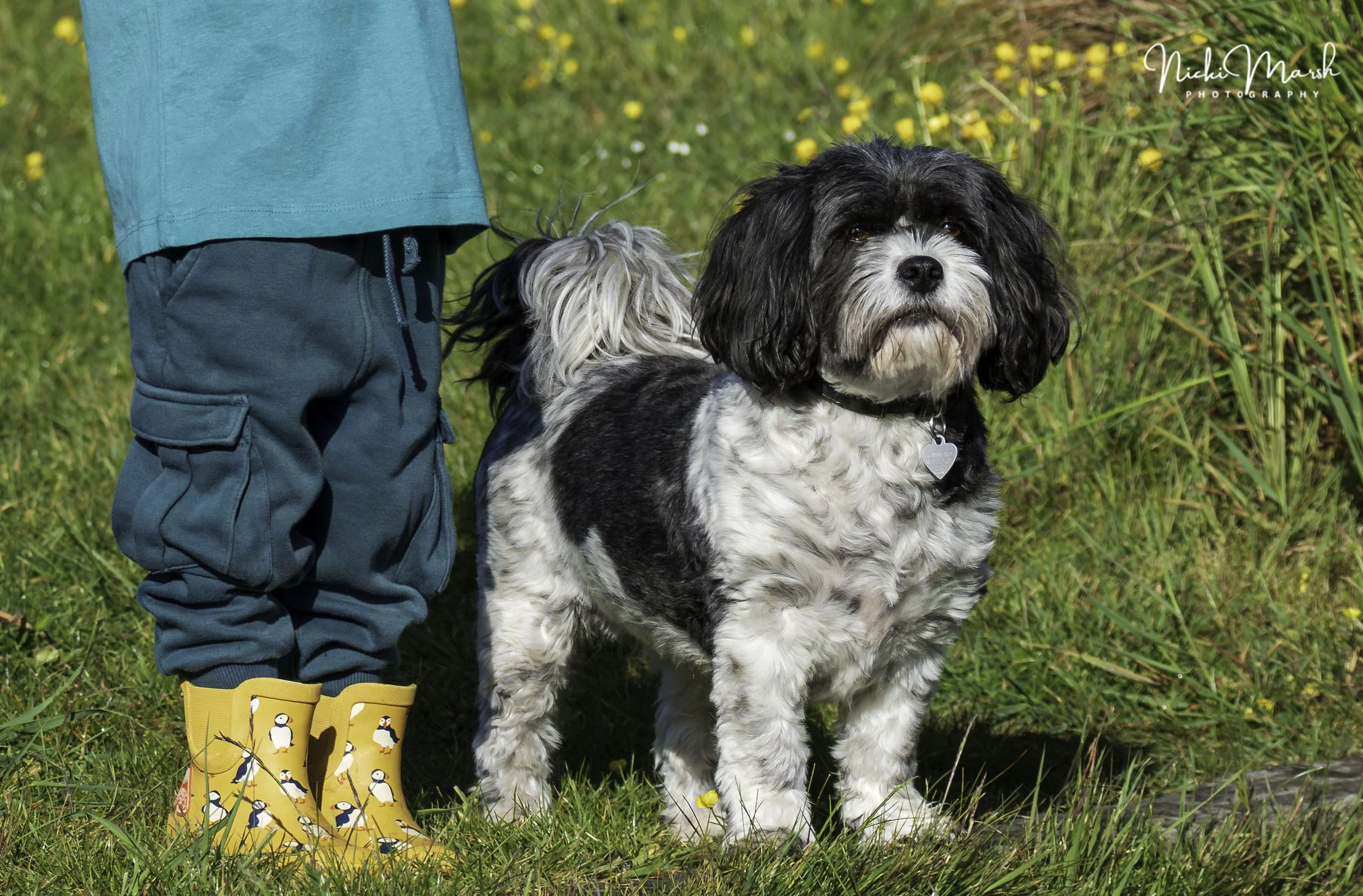 A young child wearing yellow rain boots with penguin designs and teal waterproof pants, standing next to a black and white fluffy dog in a grassy field with yellow flowers.