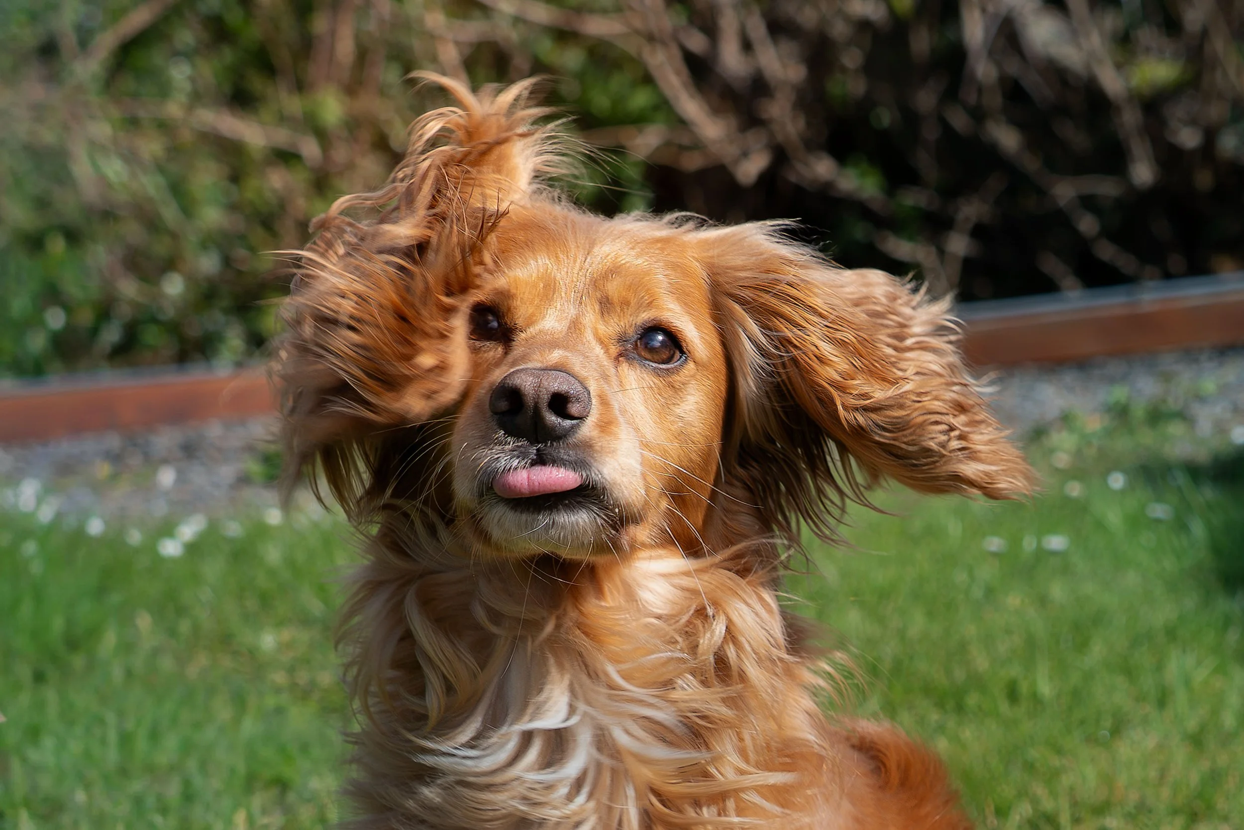 A golden retriever dog with long, wavy fur is outdoors, mid-action as it runs or jumps, with a background of grass, trees, and a wooden fence.