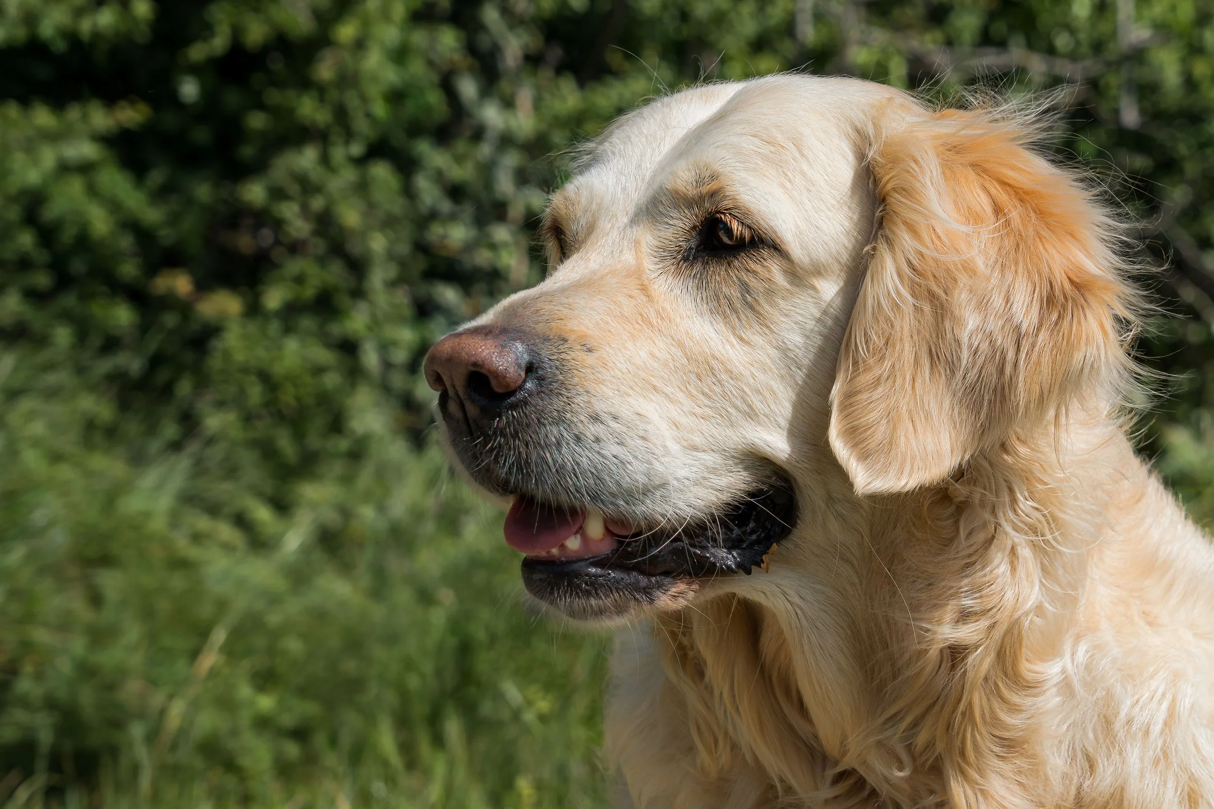 Close-up of a Golden Retriever dog outdoors on grass, looking to the left with a pink tongue slightly visible.