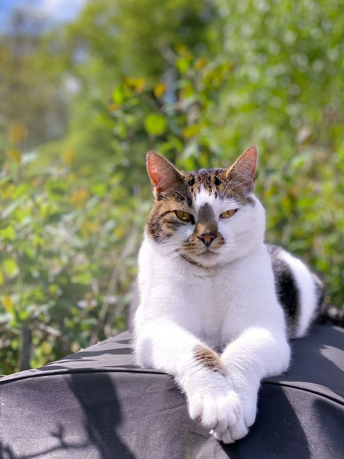 A white and tabby cat with yellow eyes lying on a black surface outdoors, with a blurred green leafy background.