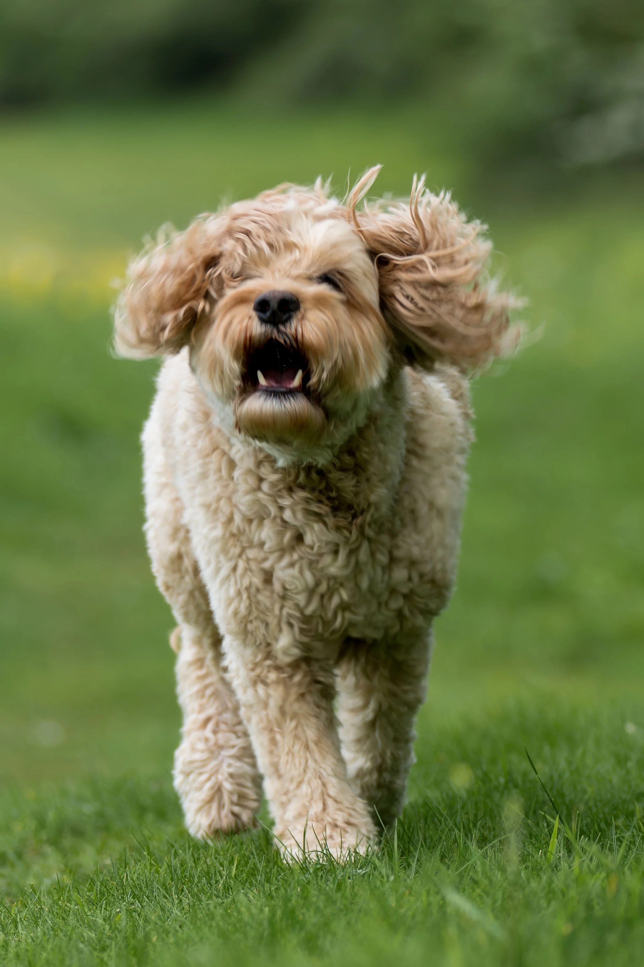 A happy, fluffy, beige dog with curly fur running on green grass with a blurred green background.