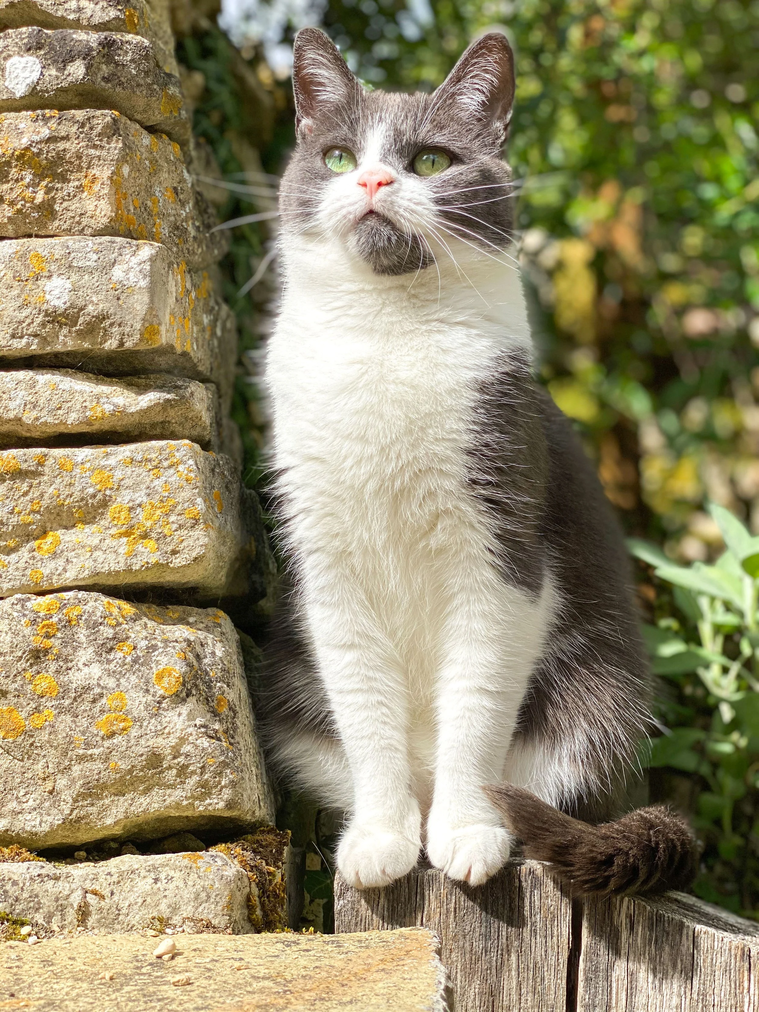 A gray and white cat with green eyes sitting outdoors next to a stone wall and wooden fence, with greenery in the background.