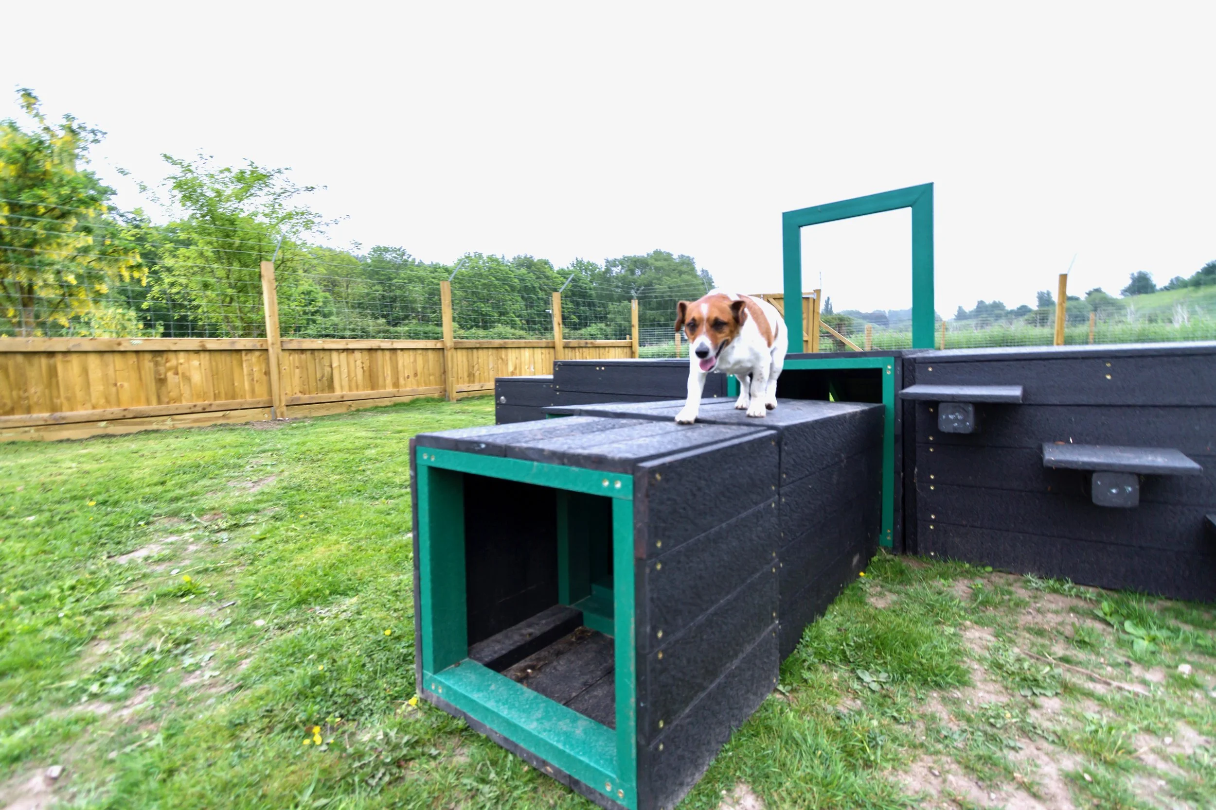 Small brown and white dog walking on a black and green agility ramp in a grassy backyard with a wooden fence and green trees in the background.