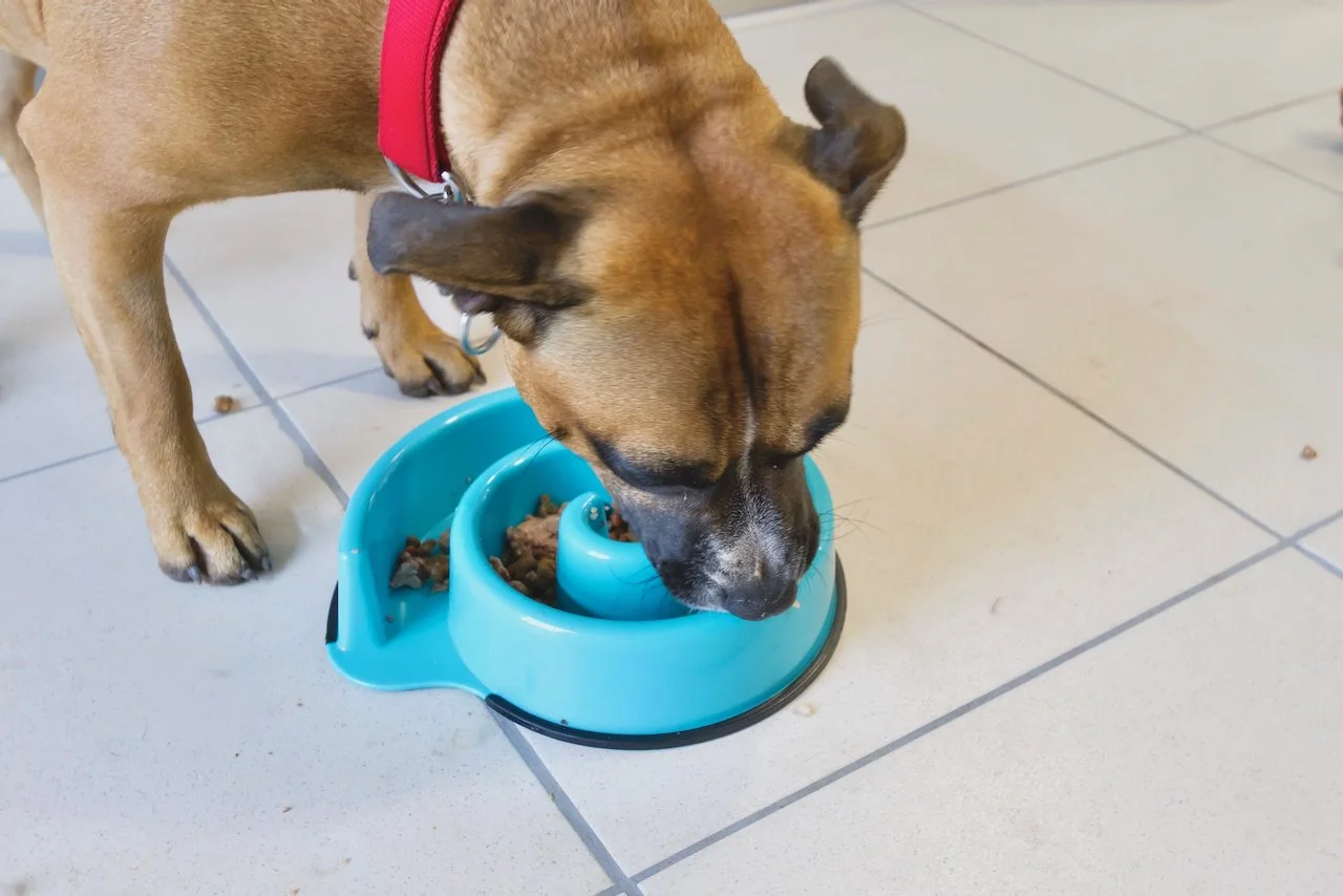 A dog eating from a blue automatic pet feeder on a tiled floor.