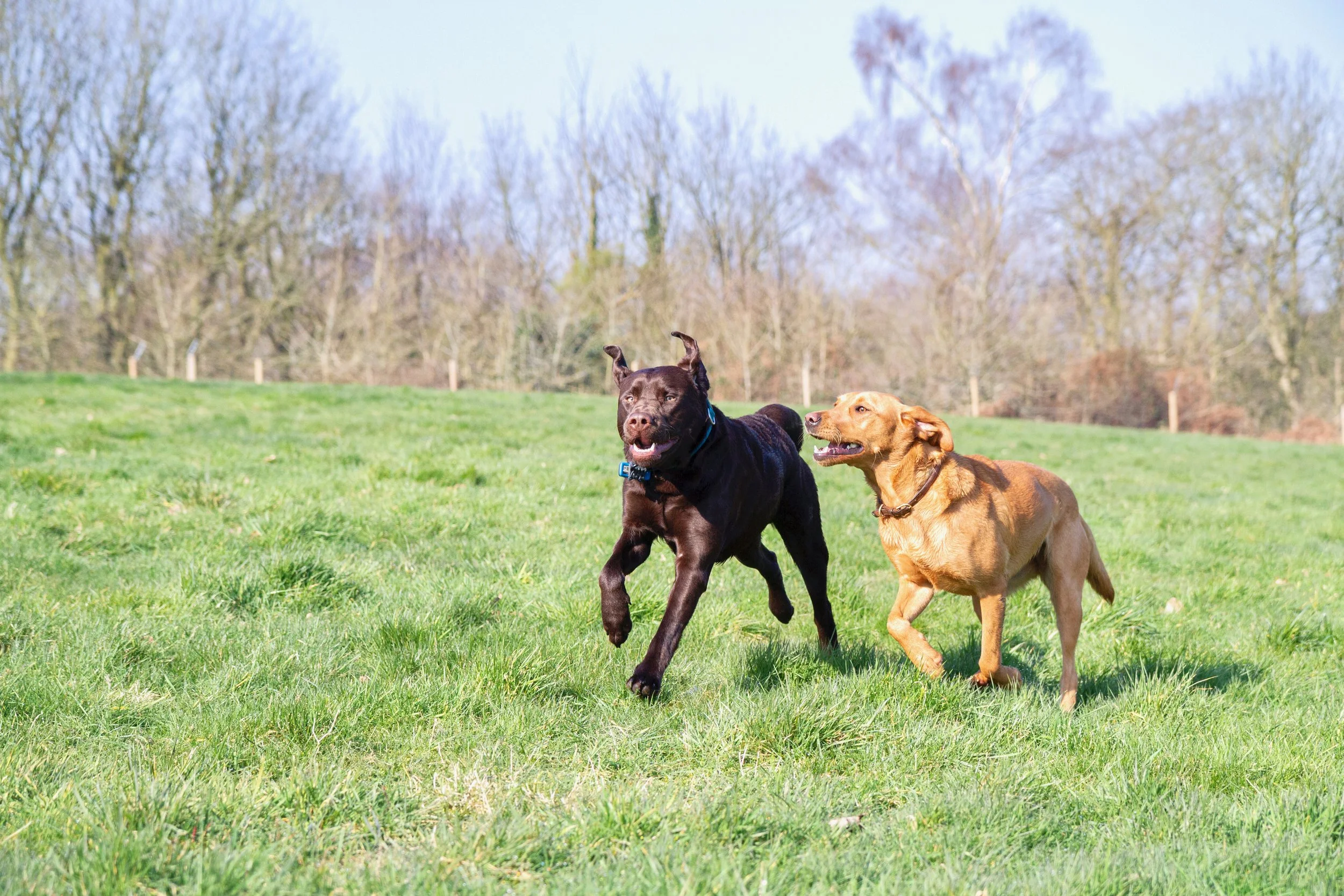 Two dogs running together on a grassy field with trees in the background.