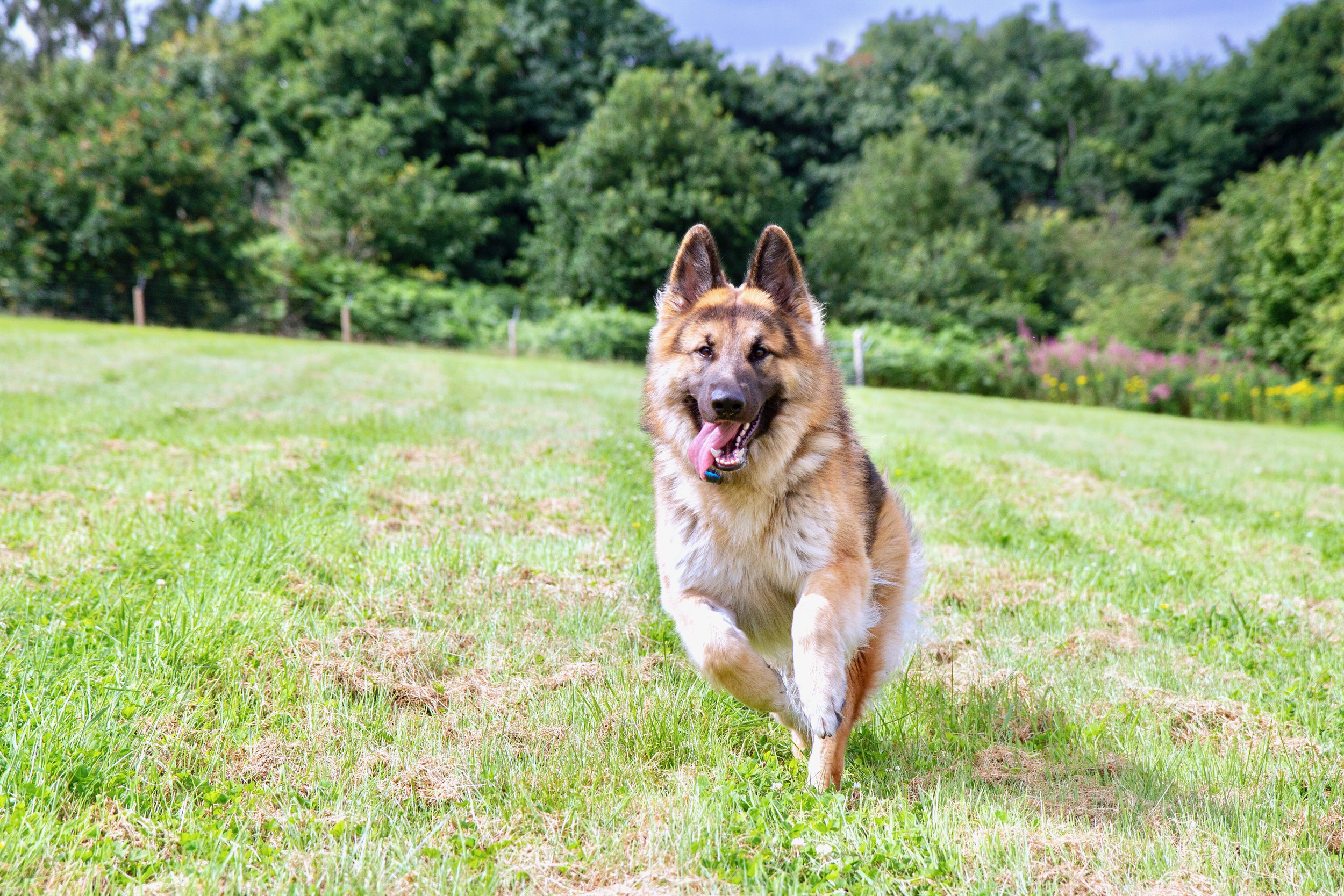 A happy dog running in a green field with trees in the background.