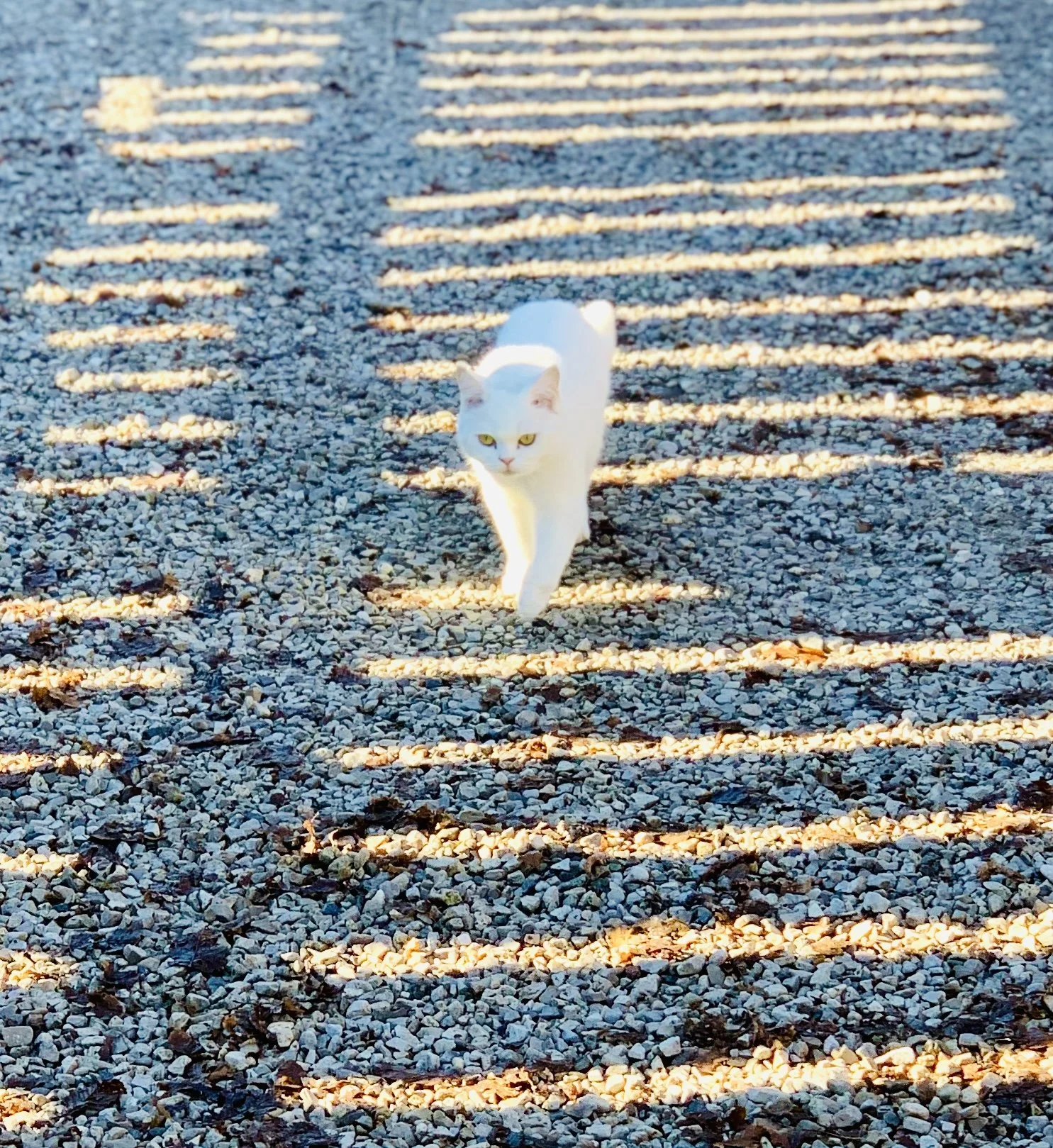 Weiße Katze läuft auf einem Kiesweg, sichtbar durch Schattenmuster der Zaunlatten, bei Sonnenuntergang.