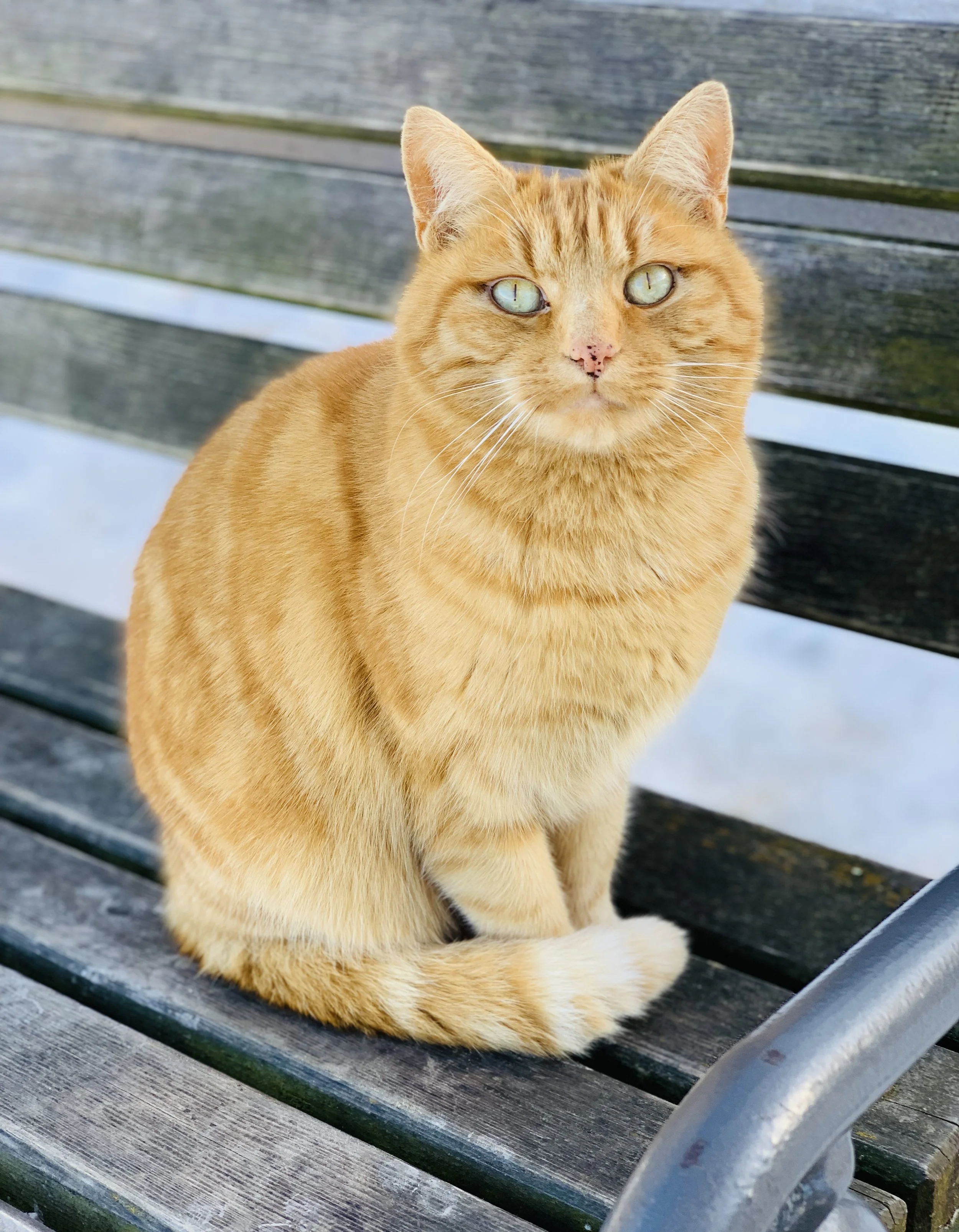 Ein orangefarbener, sitzender Kater auf einer Parkbank.
