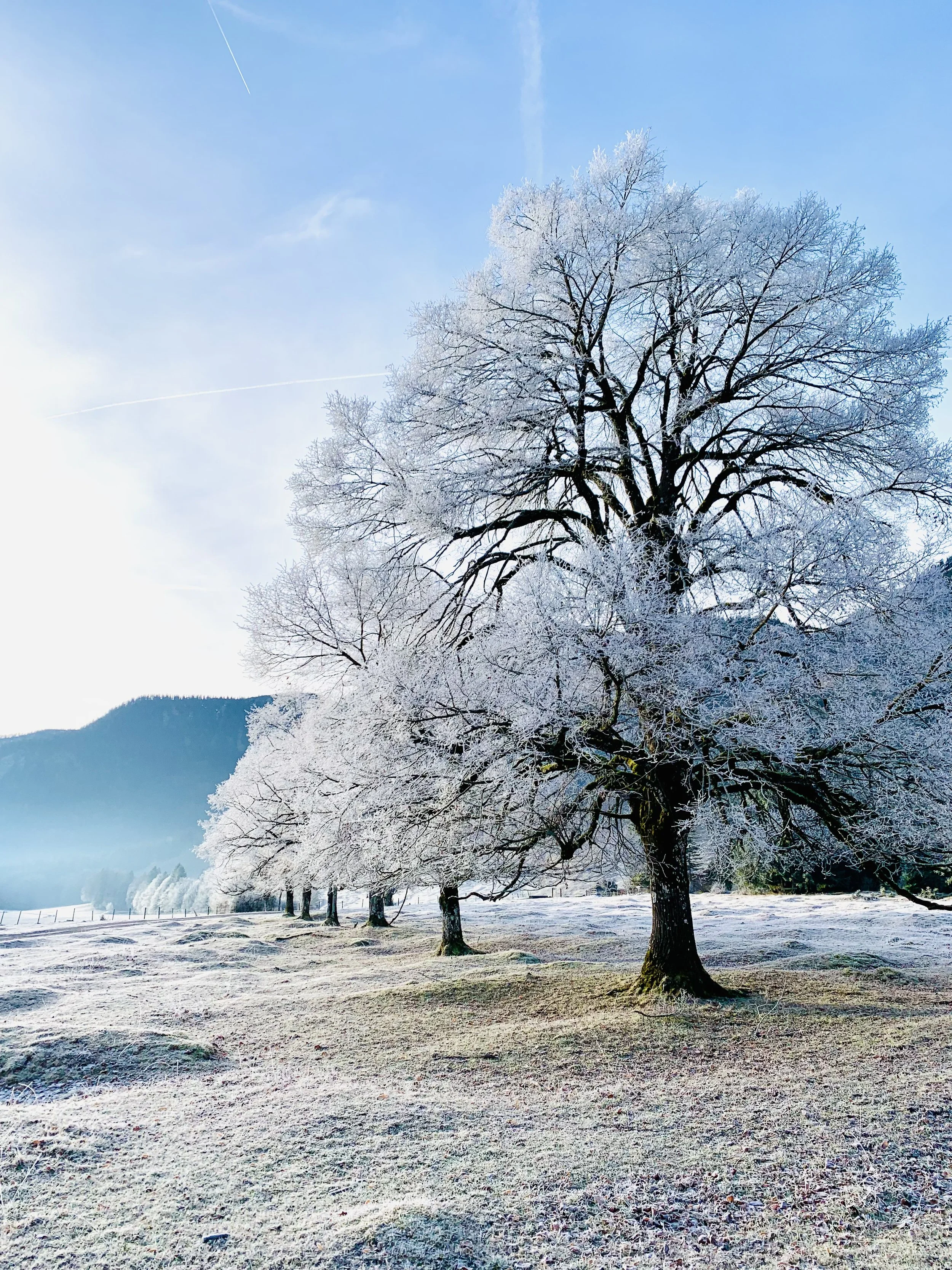 Baumreihe mit Frost.
