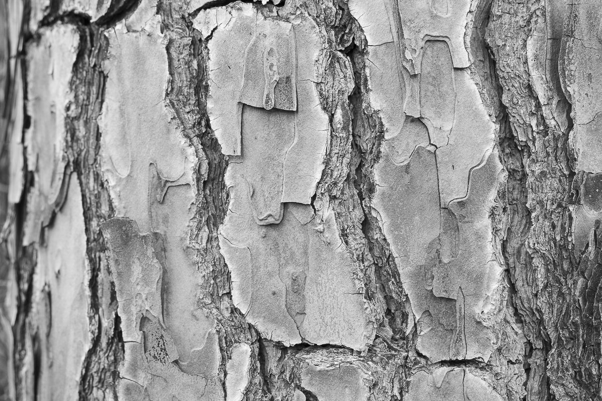Nahaufnahme der Rinde eines Baumes mit harter, schuppiger Oberfläche in schwarz-weiß.