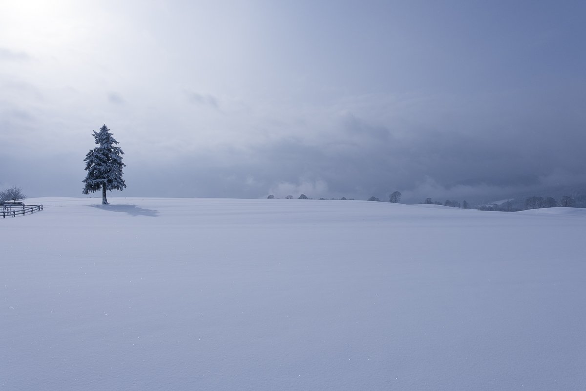 Eine verschneite, weite Winterlandschaft mit einem einzelnen Baumbestand und einem Zaun im Vordergrund, dunkler Himmel im Hintergrund.