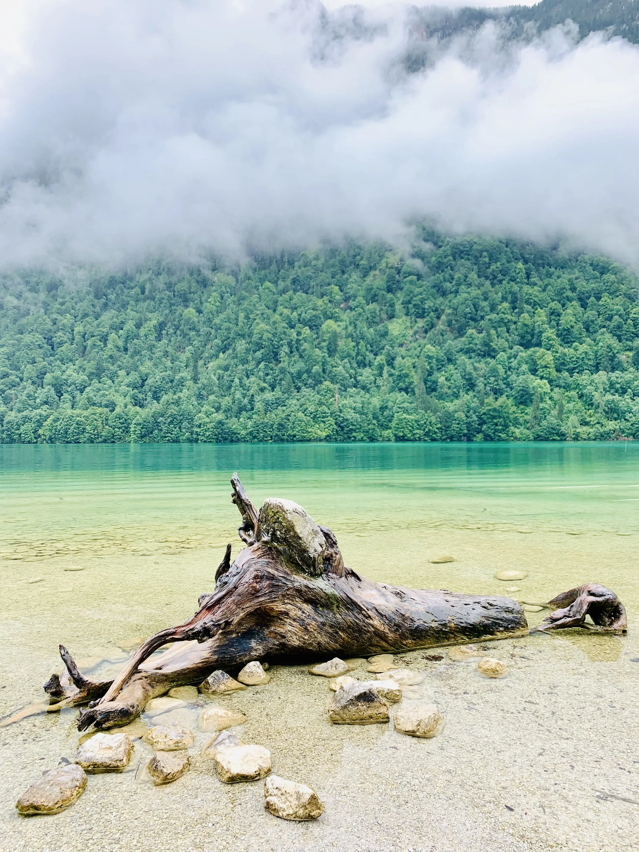 Ein abgekommener Baumstamm liegt am Ufer eines ruhigen, klaren Sees mit grünlichem Wasser, im Hintergrund eine bewaldete Berglandschaft unter einem bewölkten Himmel.