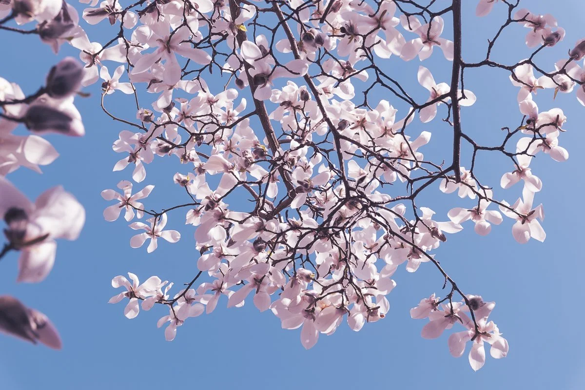 Blühender Baum mit pinken Blüten vor blauem Himmel.