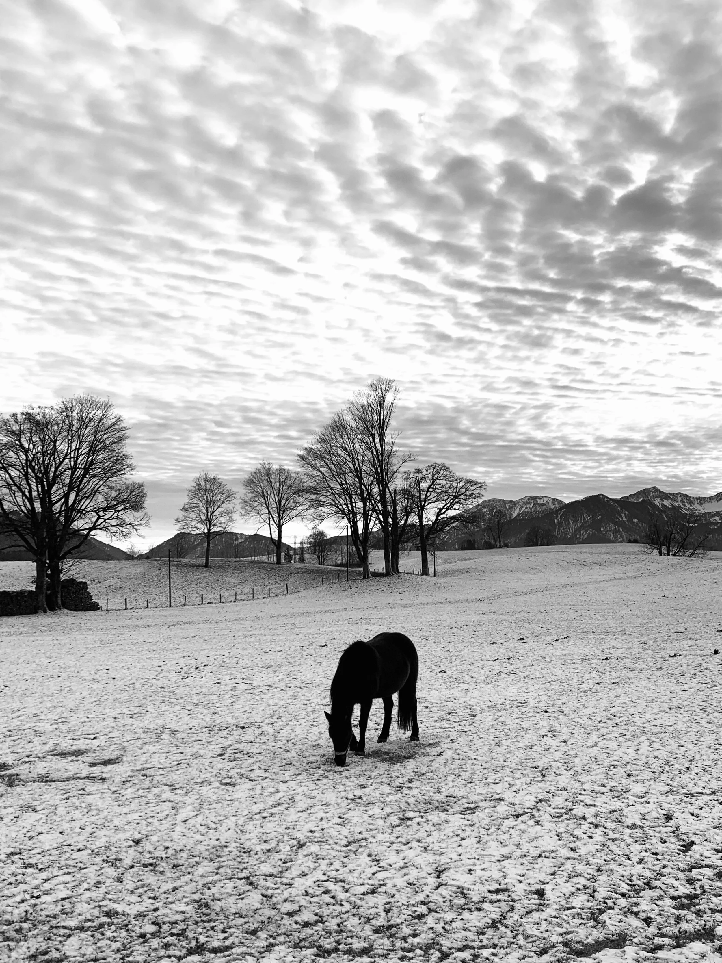 Schwarzes Pferd steht auf verschneitem Feld mit Baumreihe und Bergen im Hintergrund, Himmel mit Wolken.