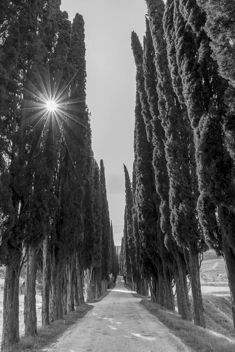 Ein schmaler Weg, umgeben von gewaltigen Zypressen, mit der Sonne, die durch die Bäume strahlt.
