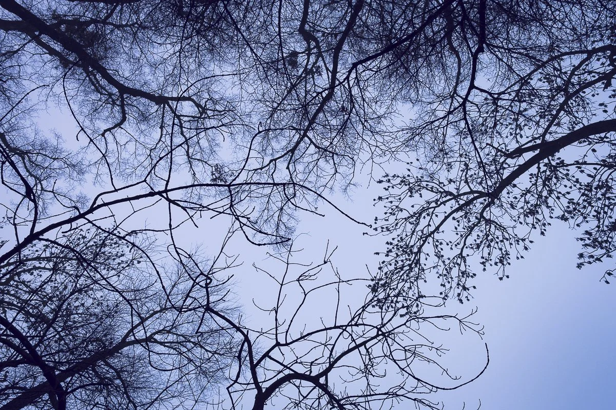 Blick nach oben auf einen Himmel, umrahmt von den Ästen und Zweigen mehrerer Bäume, die im Winter Blätter verloren haben.