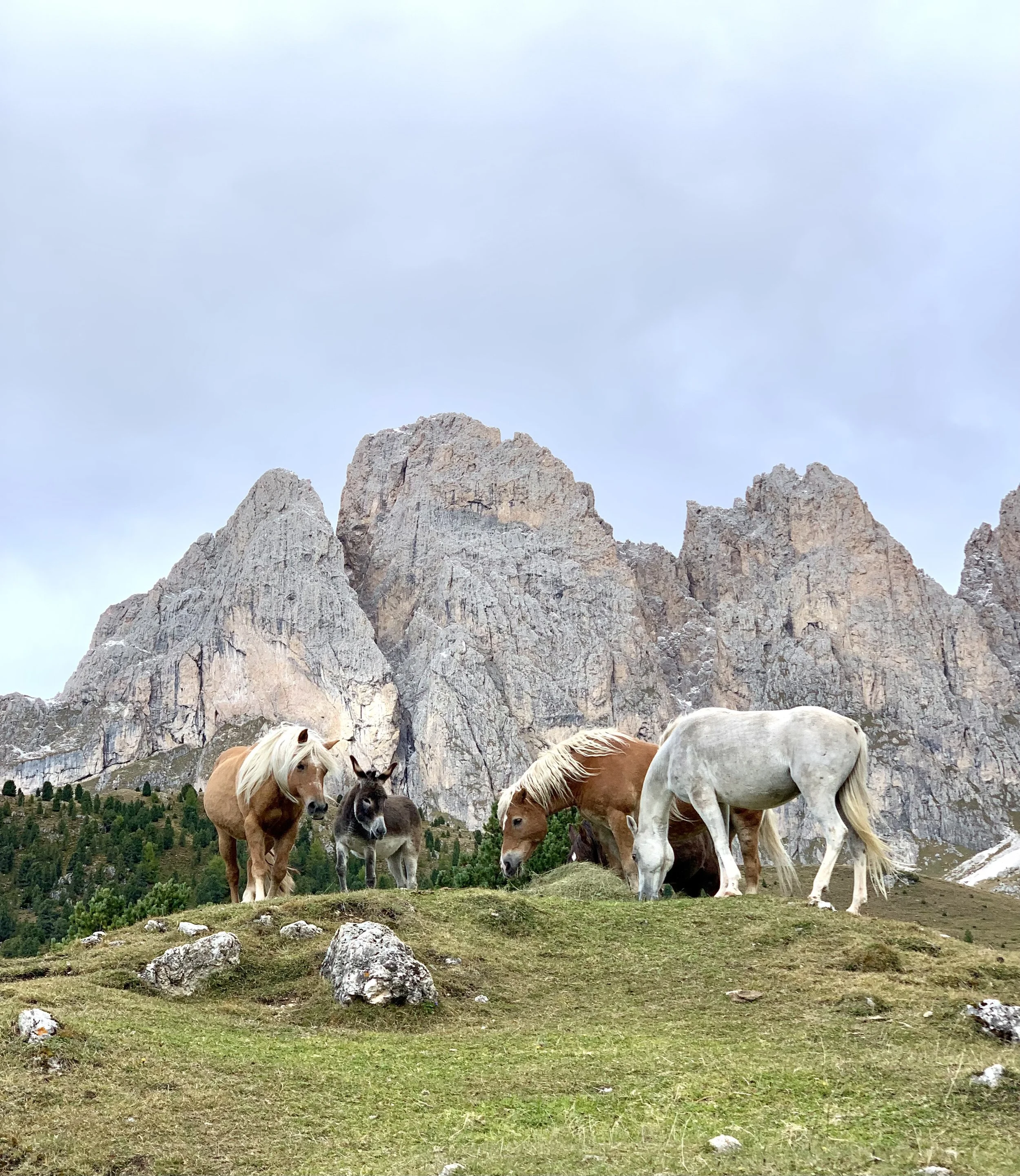 Mehrere Pferde und ein Esel auf einer grünen Wiese vor imposanten Bergen.