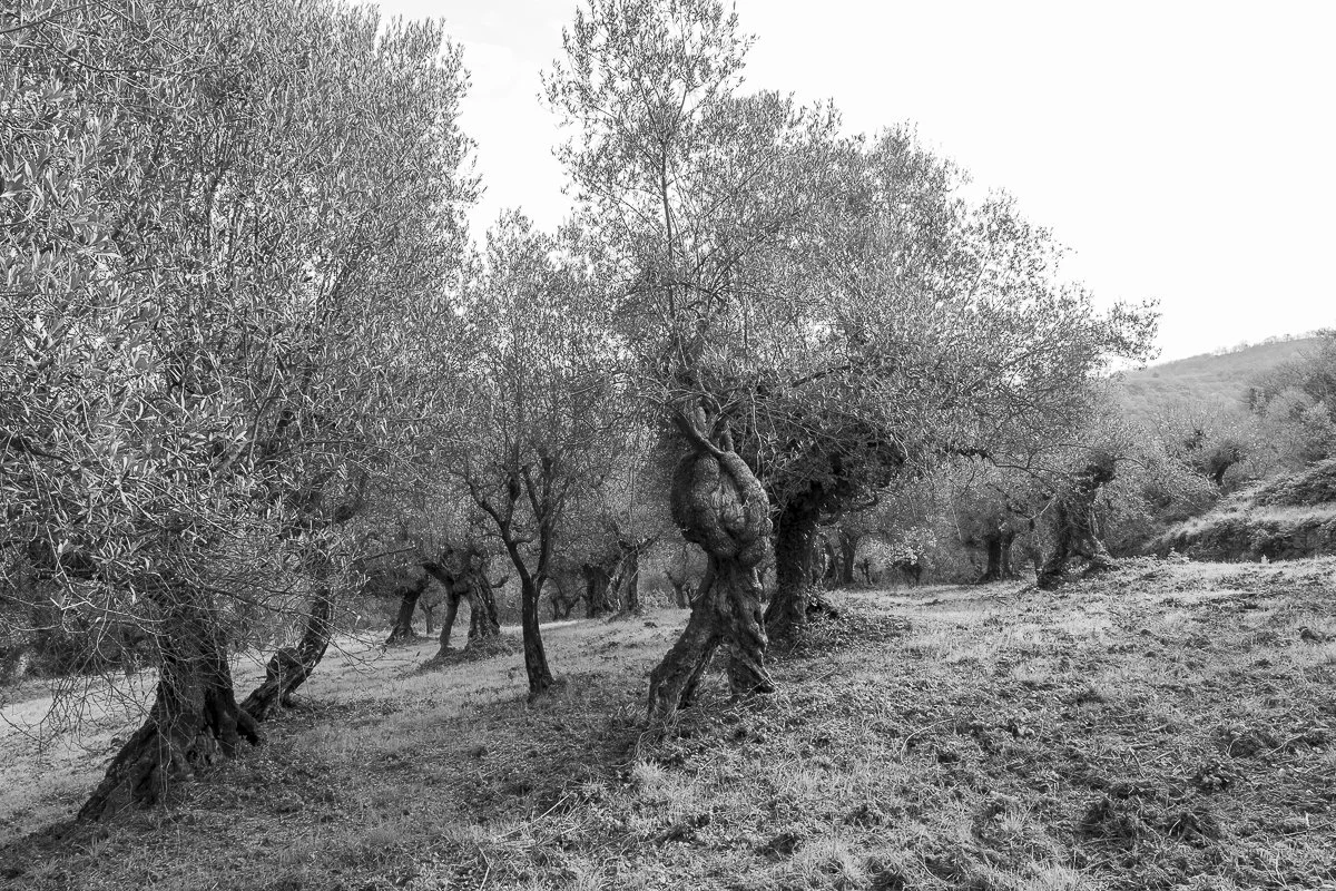 Olivenhain mit alten, verdrehten Olivenbäumen in Schwarz-Weiß Fotografie.
