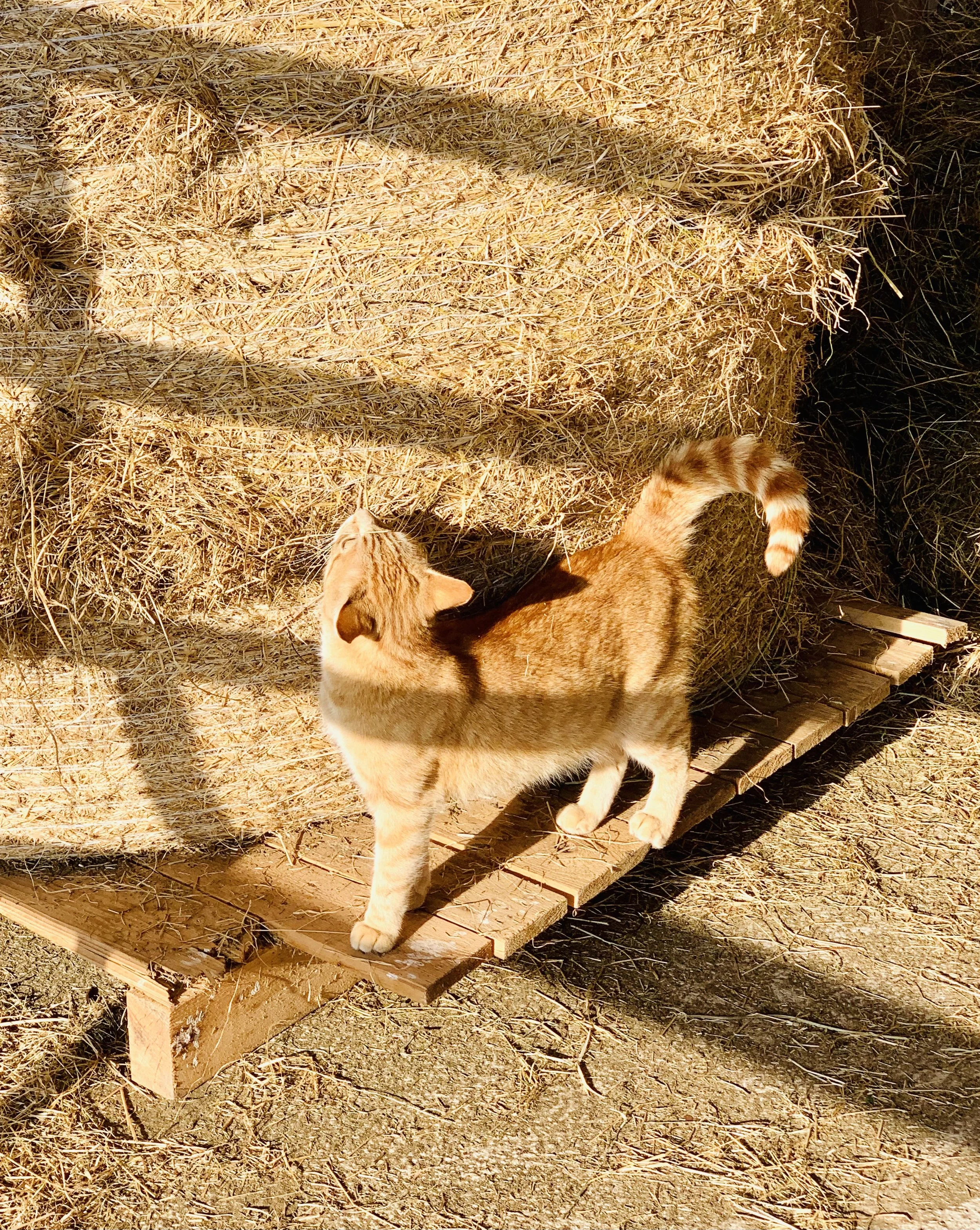 Eine orange-weiße Katze läuft auf einem Holzbrett neben einem Heuballen.