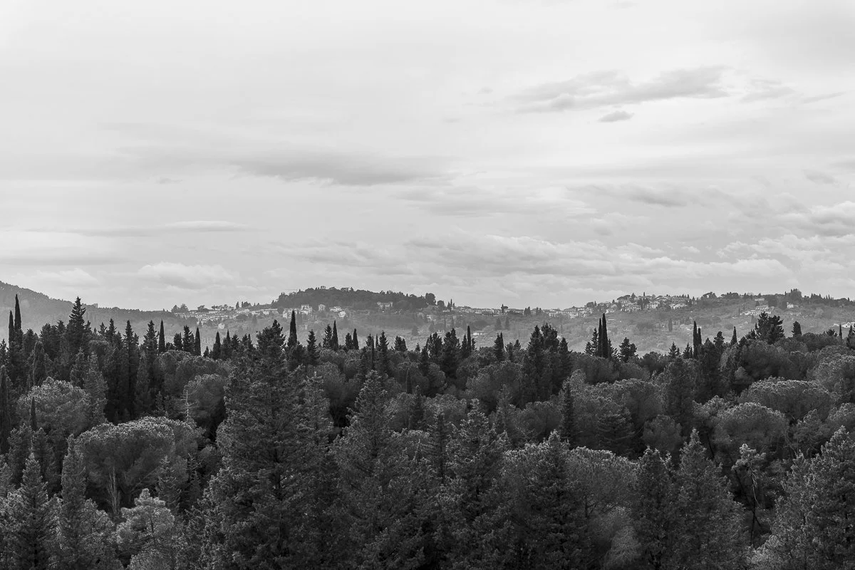 Schwarz-weiß-Bild einer Hügel- und Waldlandschaft mit einer Vielzahl von Bäumen im Vordergrund und einer Hügellandschaft im Hintergrund, bedeckt mit Wolken am Himmel.