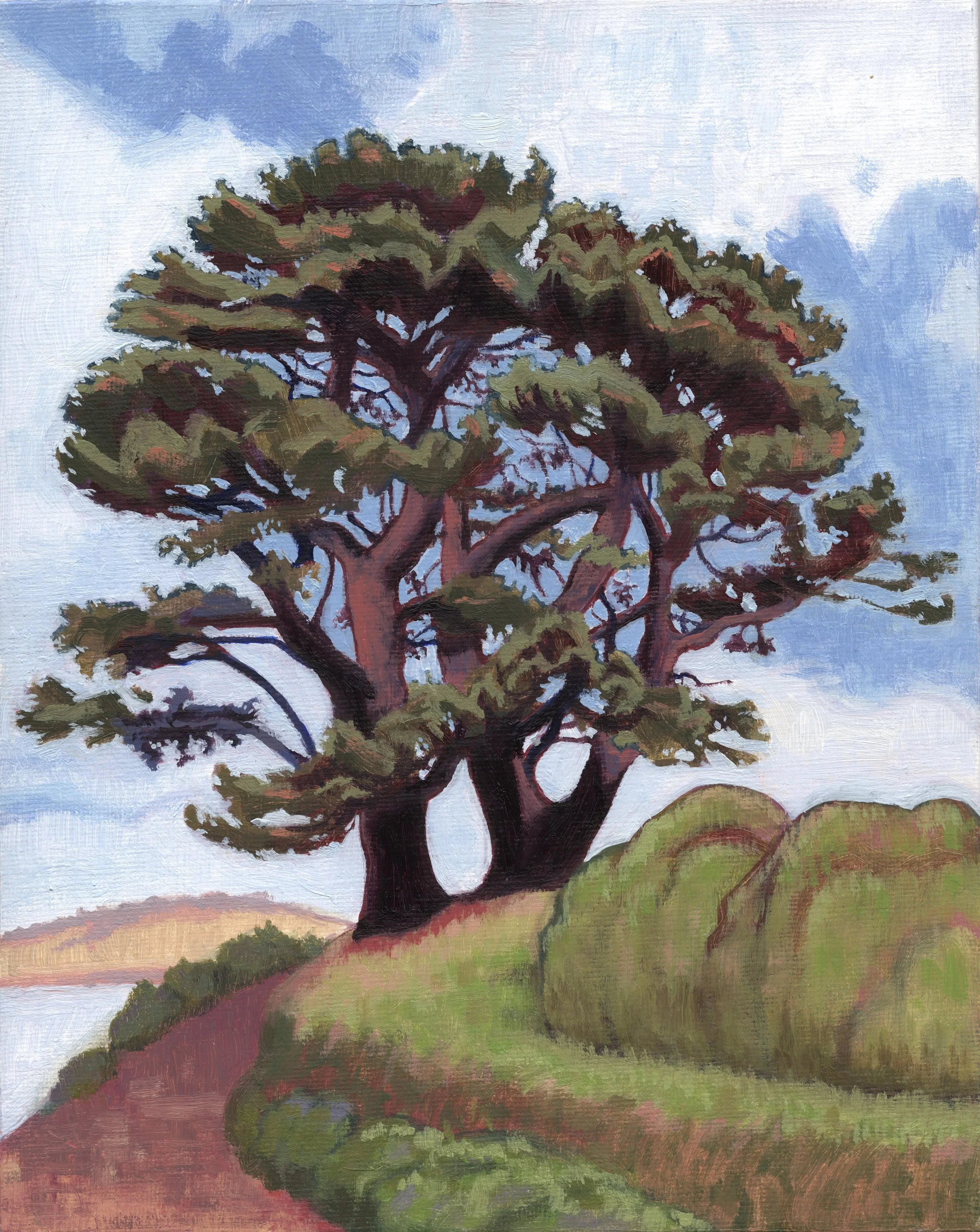 Mylor pine.
Oil painting on canvas board.
8 x 10 inches.